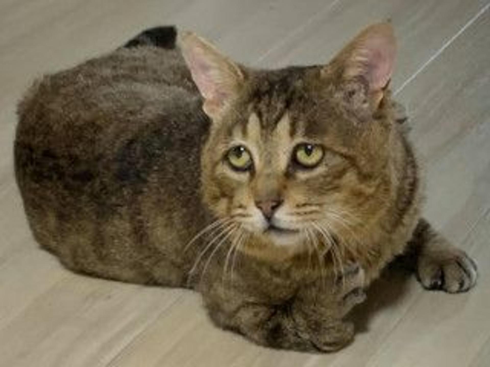 pet-image-6