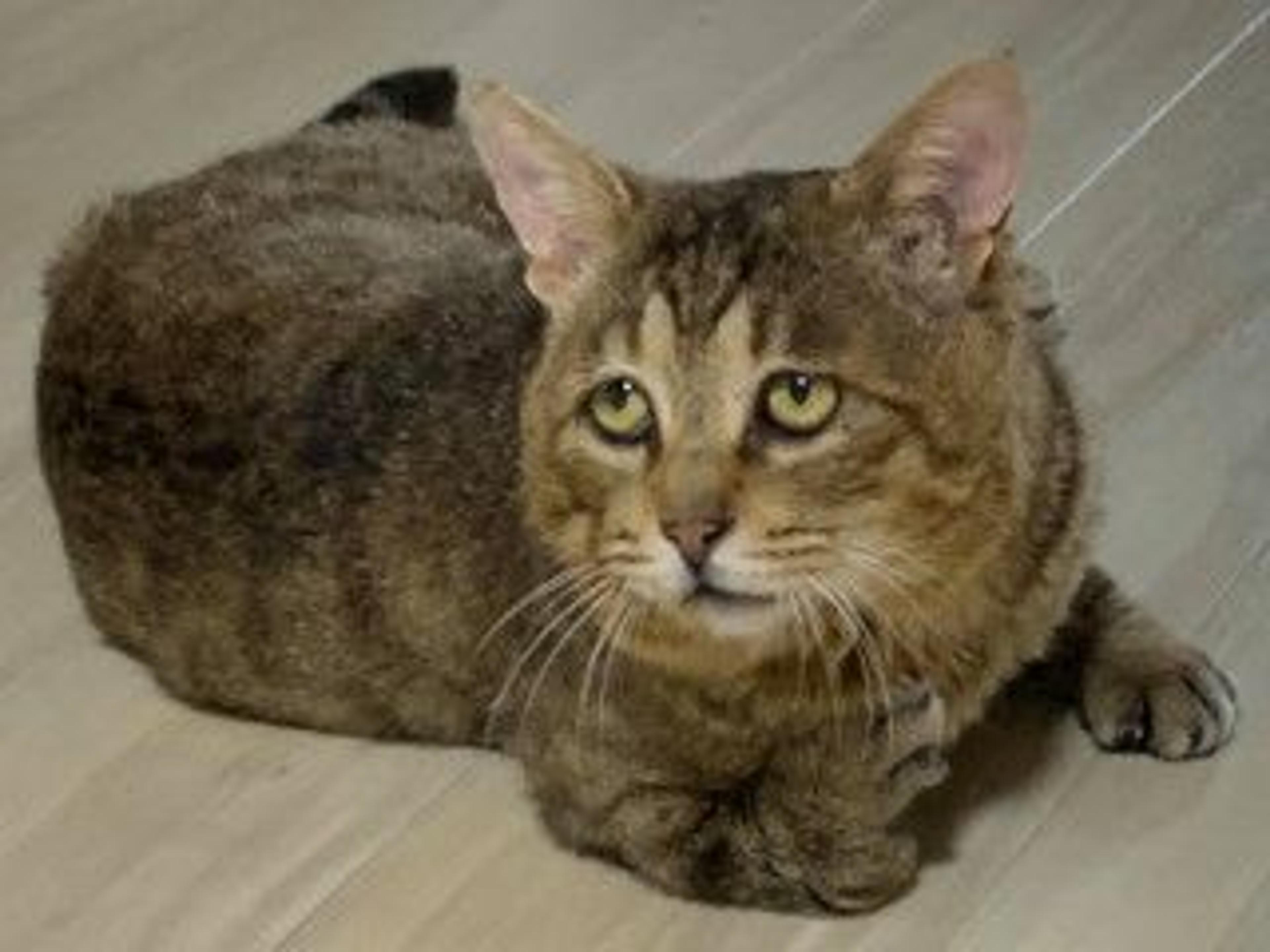 pet-image-6