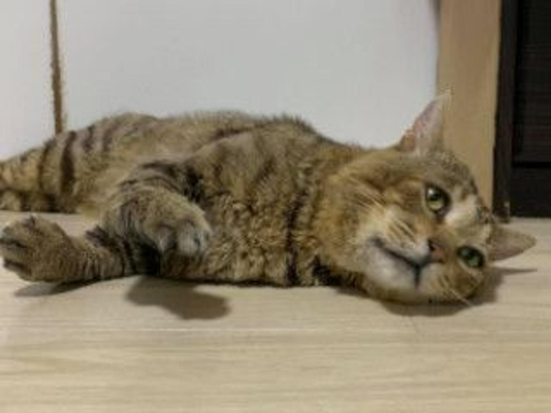 pet-image-7