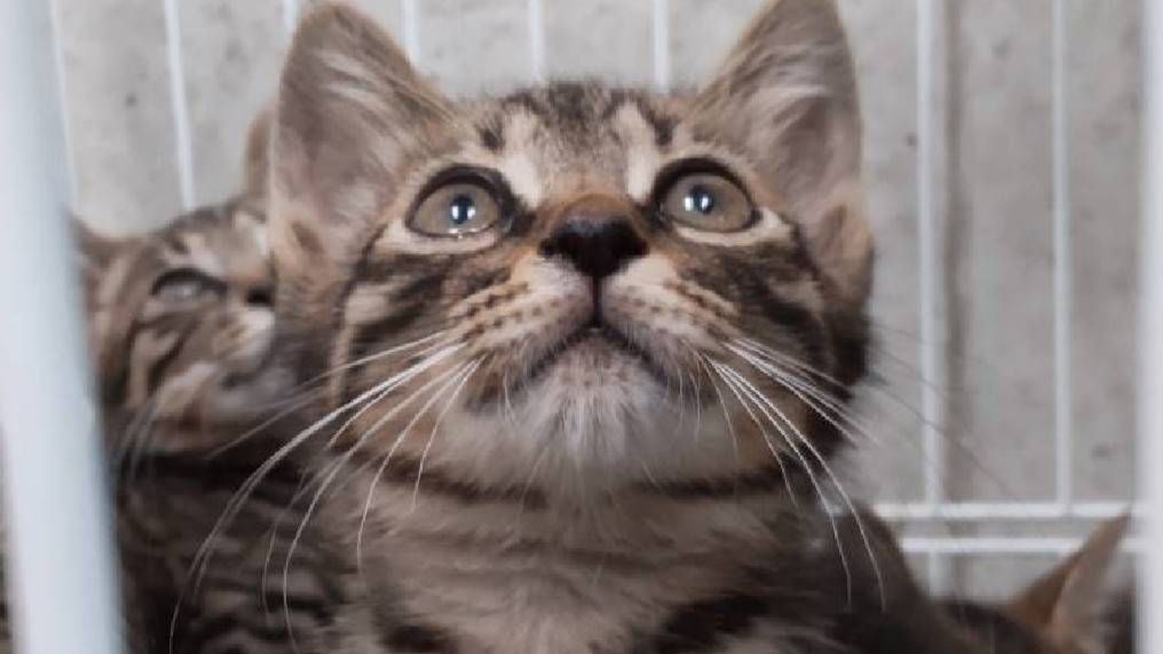 雑種（ミックス猫）・オスの里親募集の写真