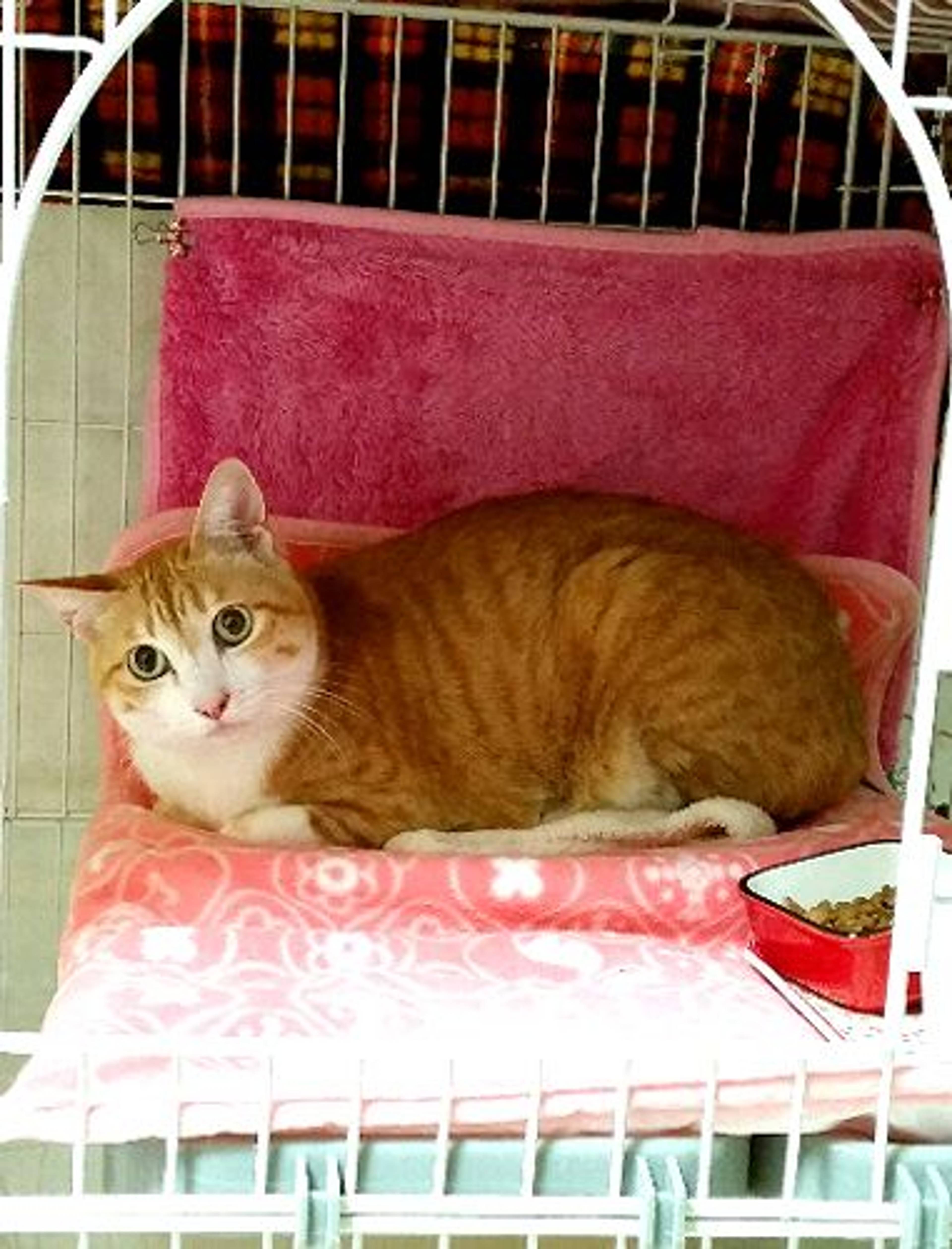 雑種（ミックス猫）・メスの里親募集の写真