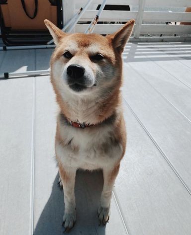 ひなこの写真
