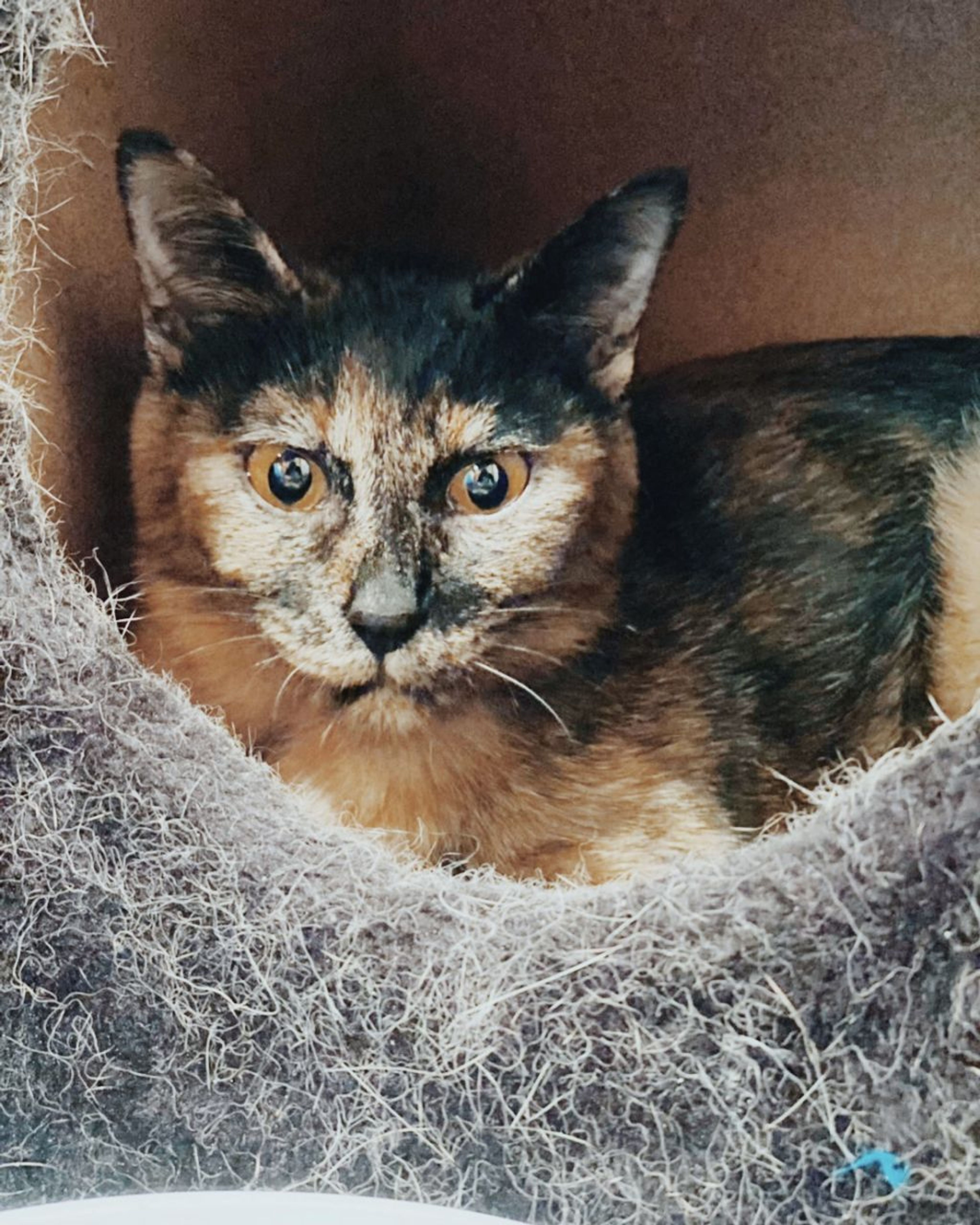 雑種（ミックス猫）・メスの里親募集の写真