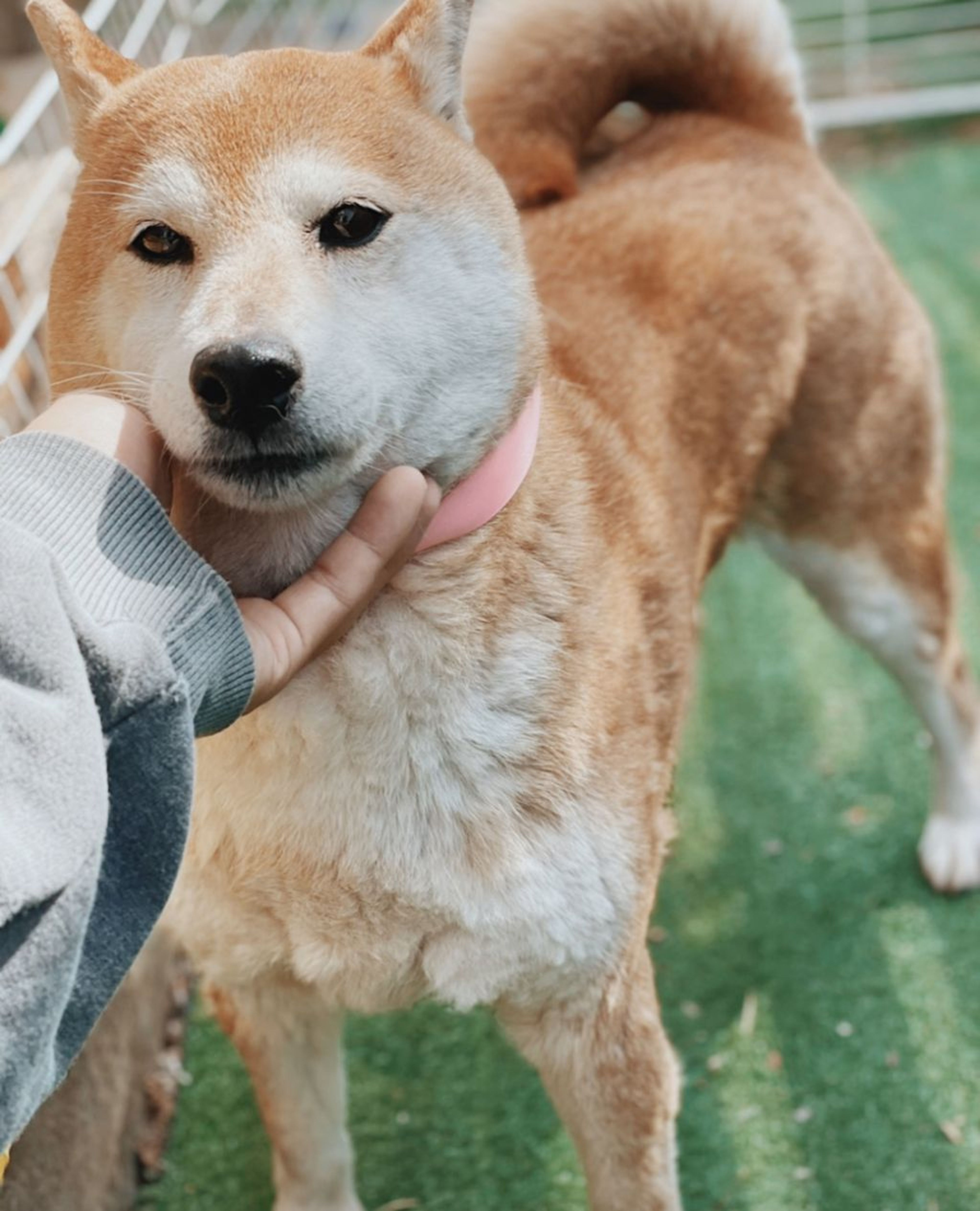 柴犬・メスの里親募集の写真