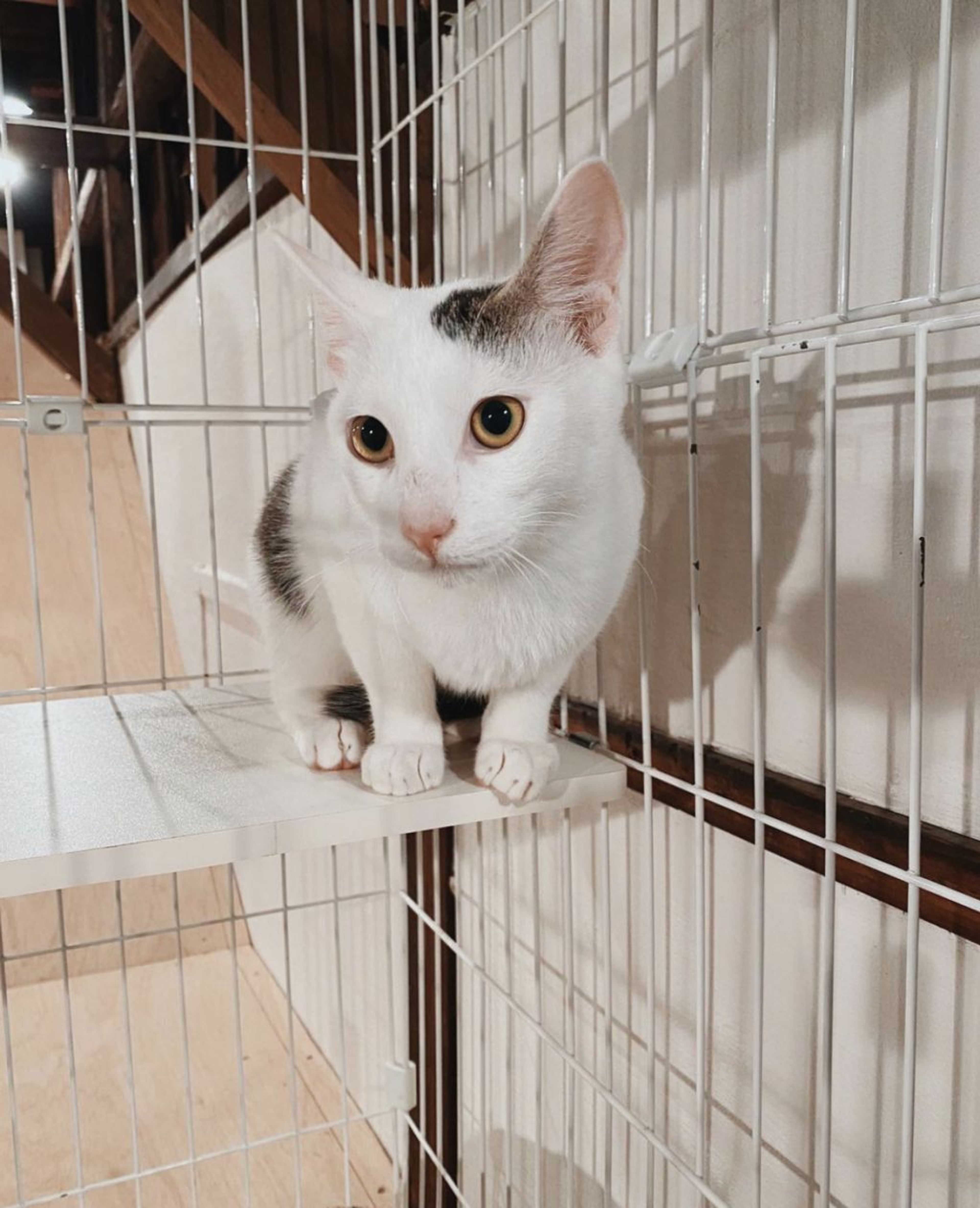 雑種（ミックス猫）・オスの里親募集の写真