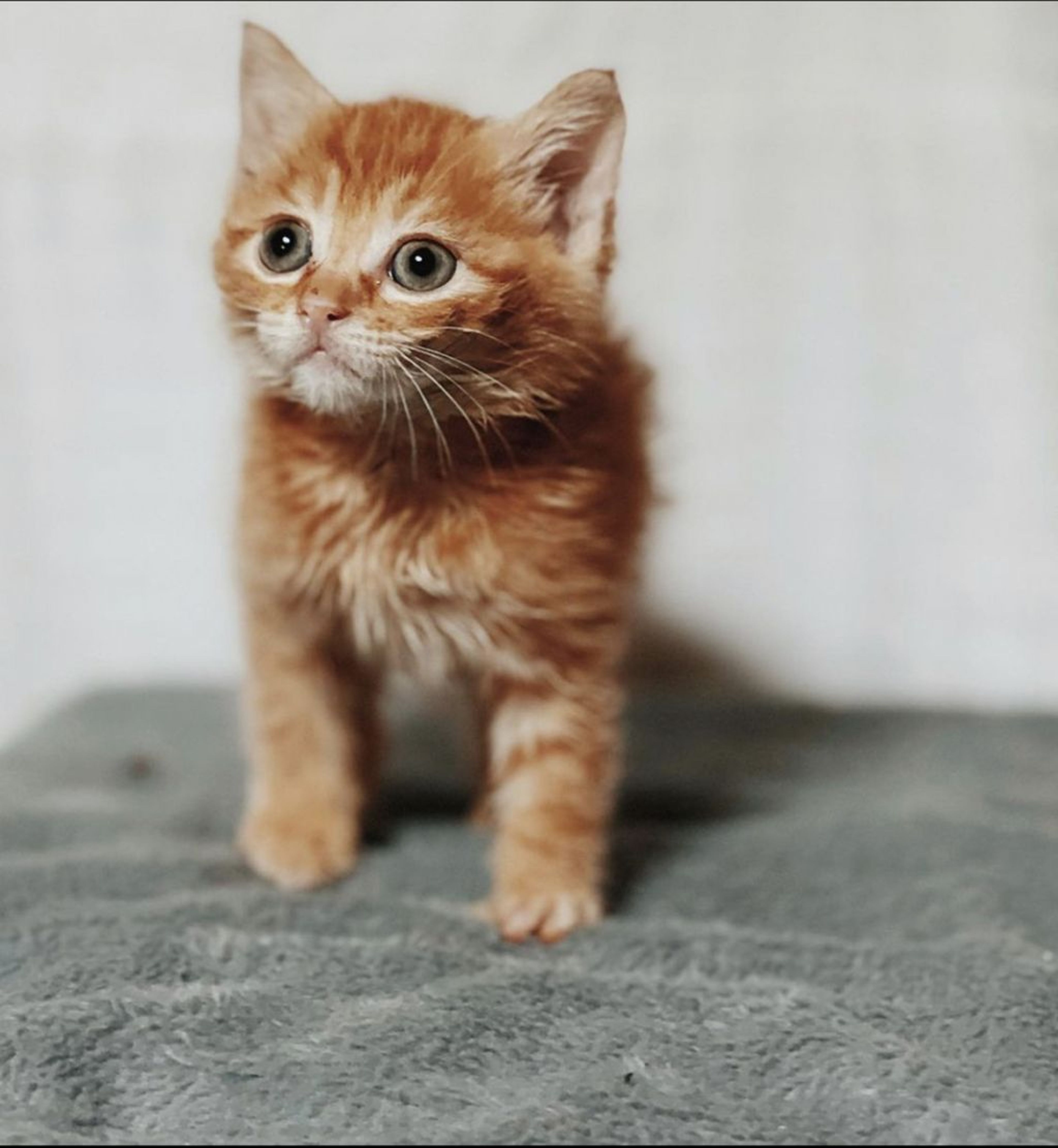 雑種（ミックス猫）・オスの里親募集の写真