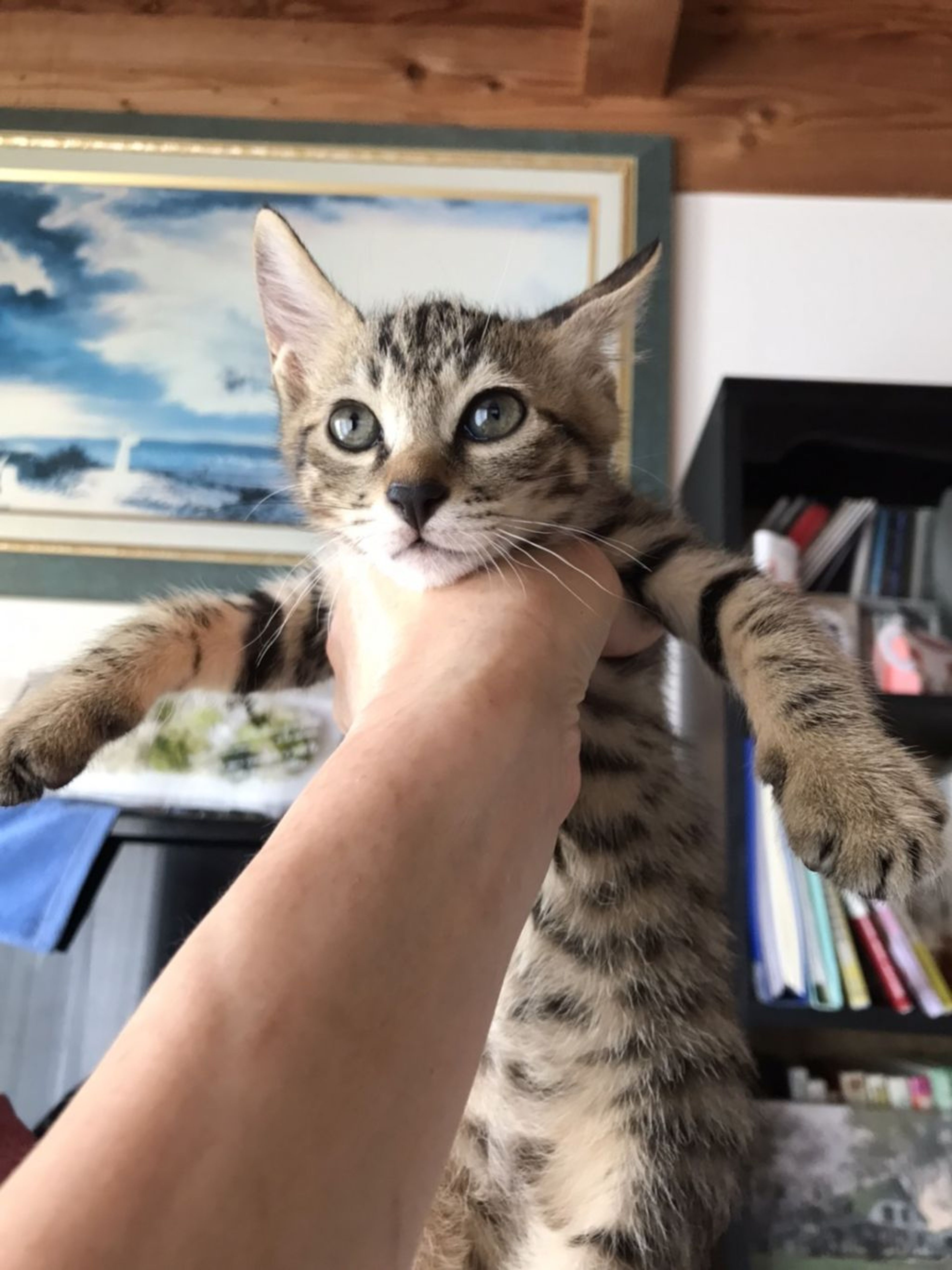 pet-image-3