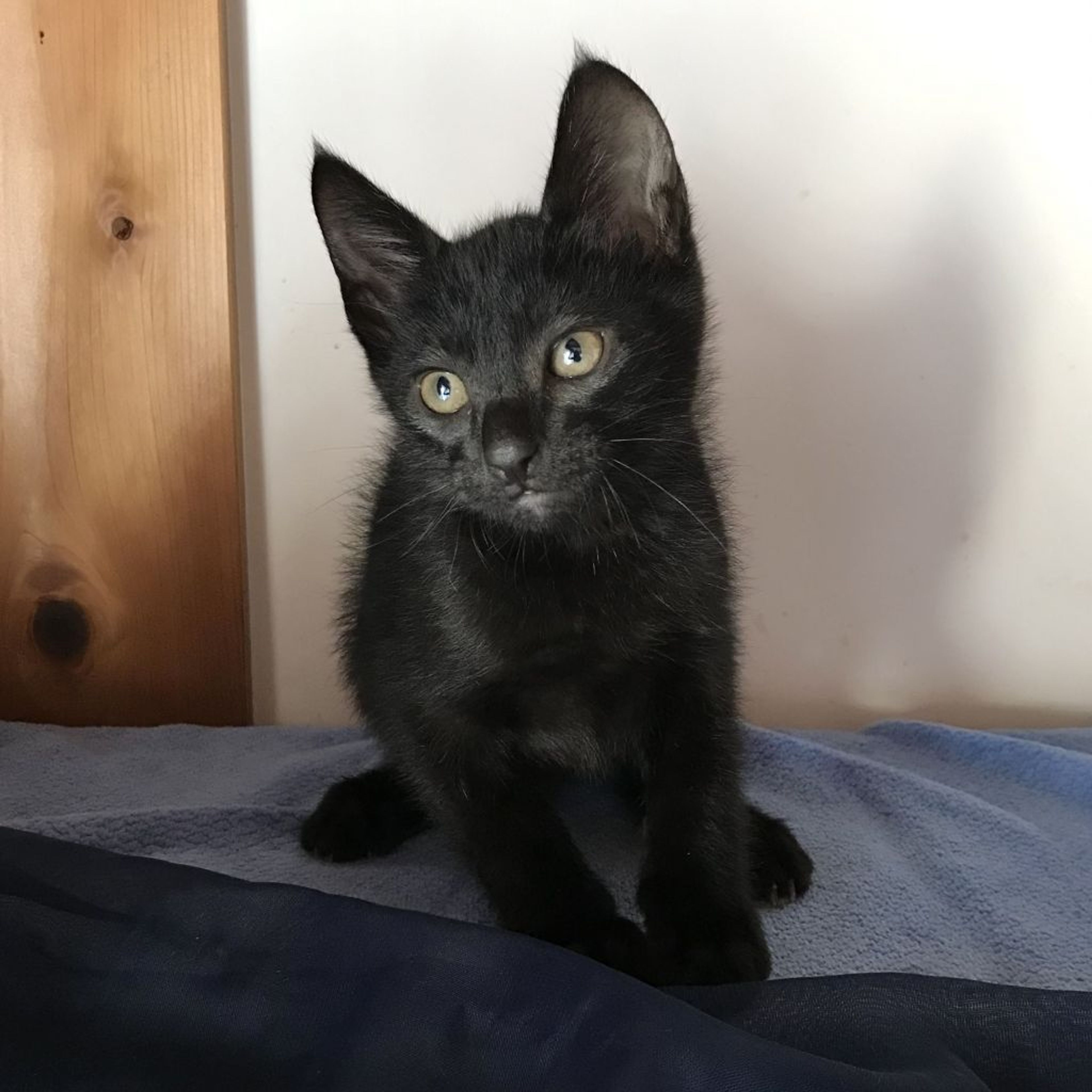 pet-image-7
