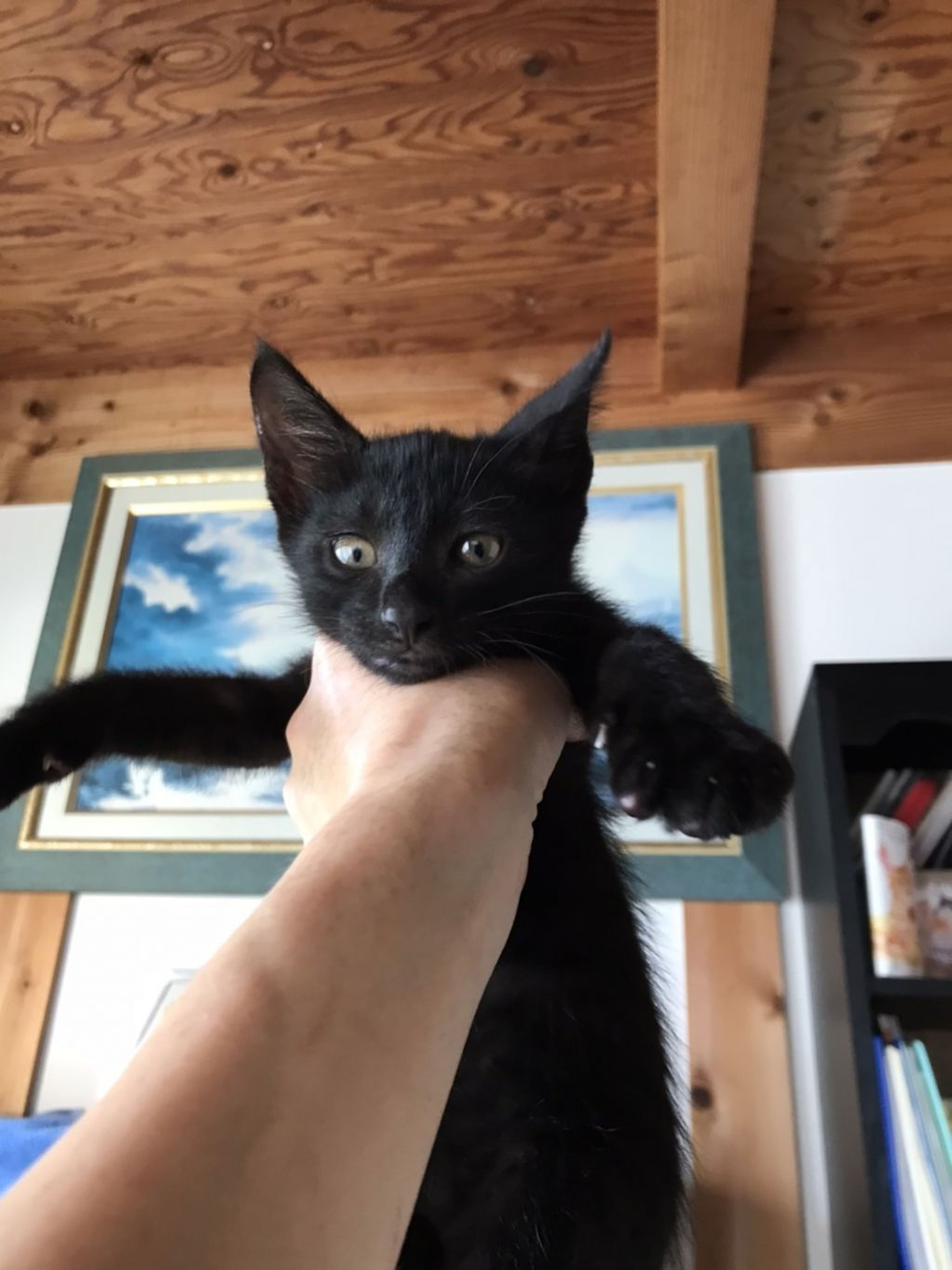 pet-image-8
