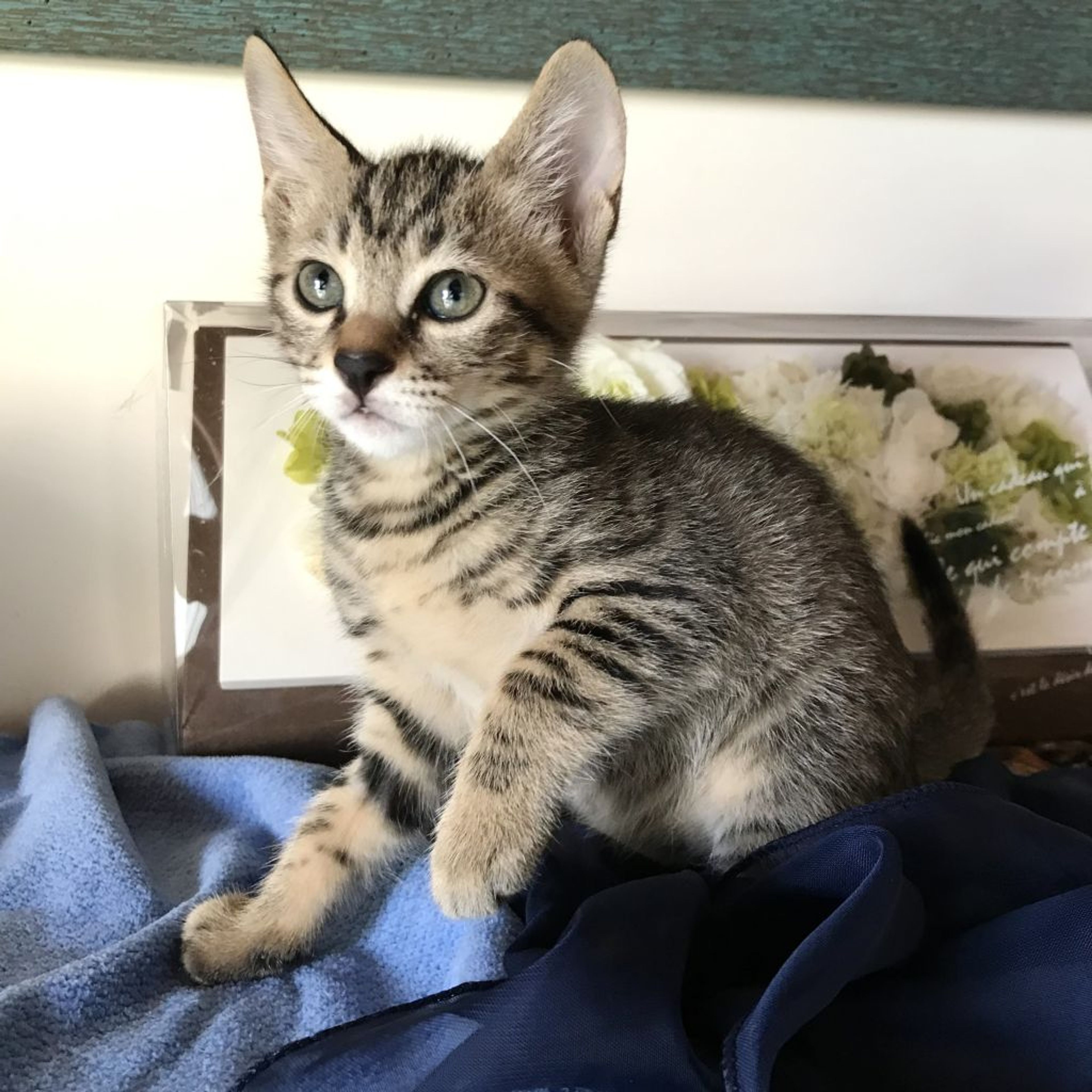 pet-image-9