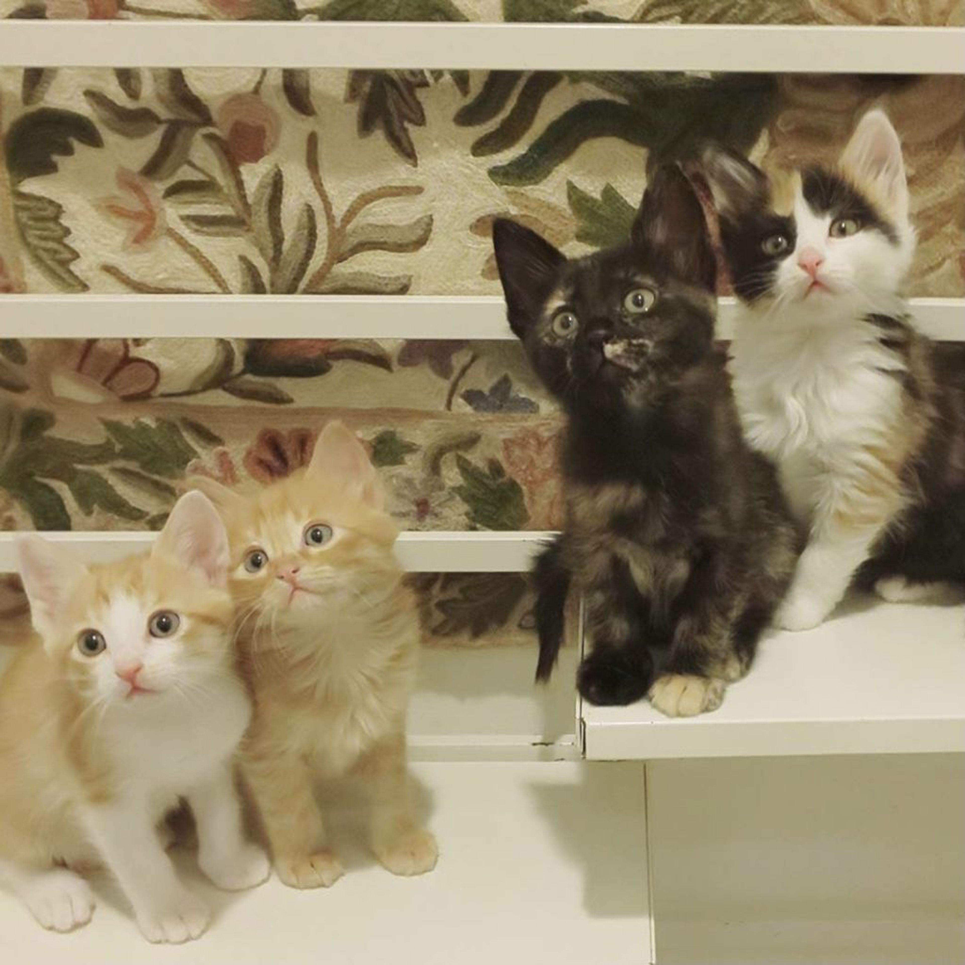 雑種（ミックス猫）・オスの里親募集の写真