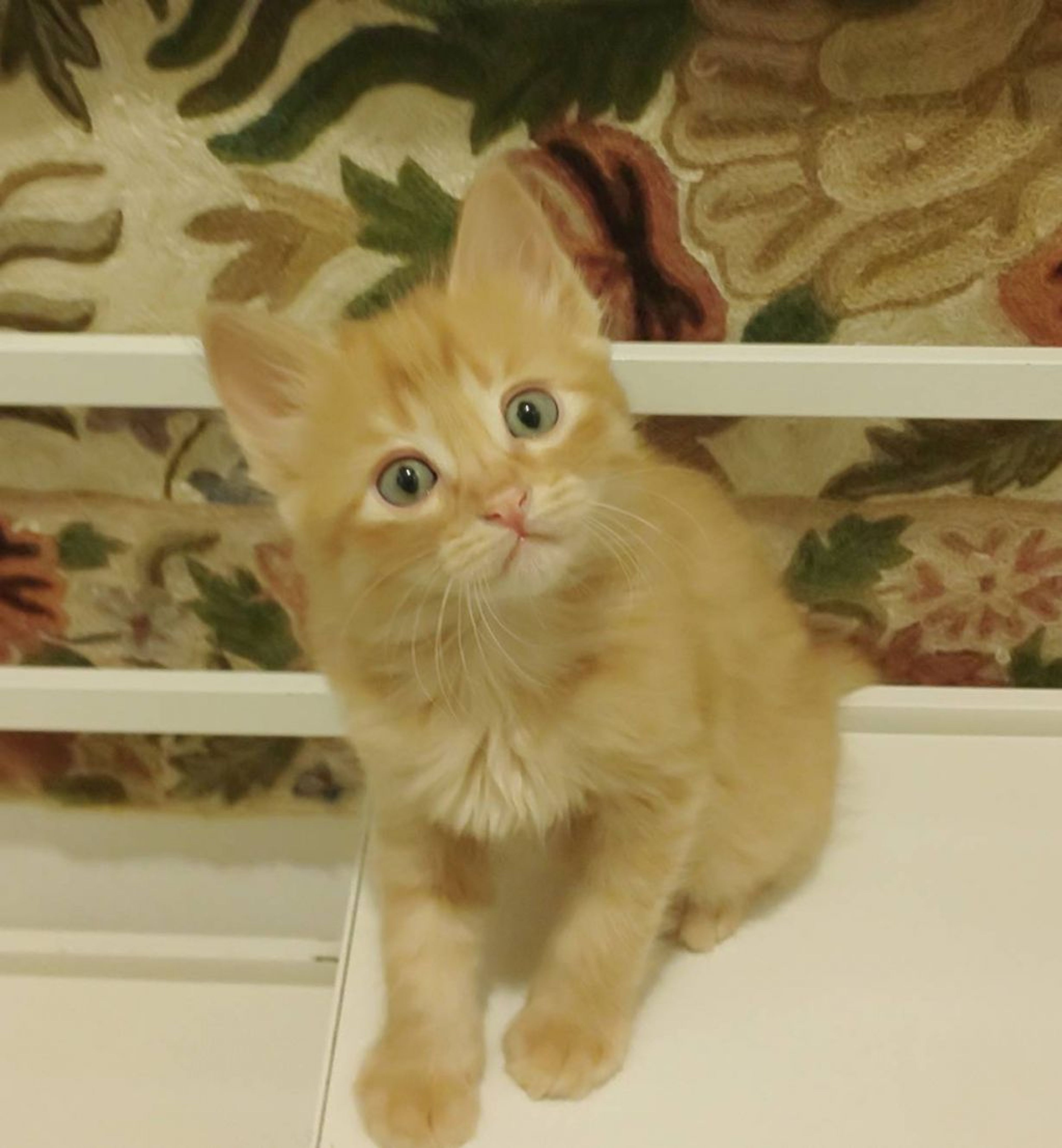 pet-image-3