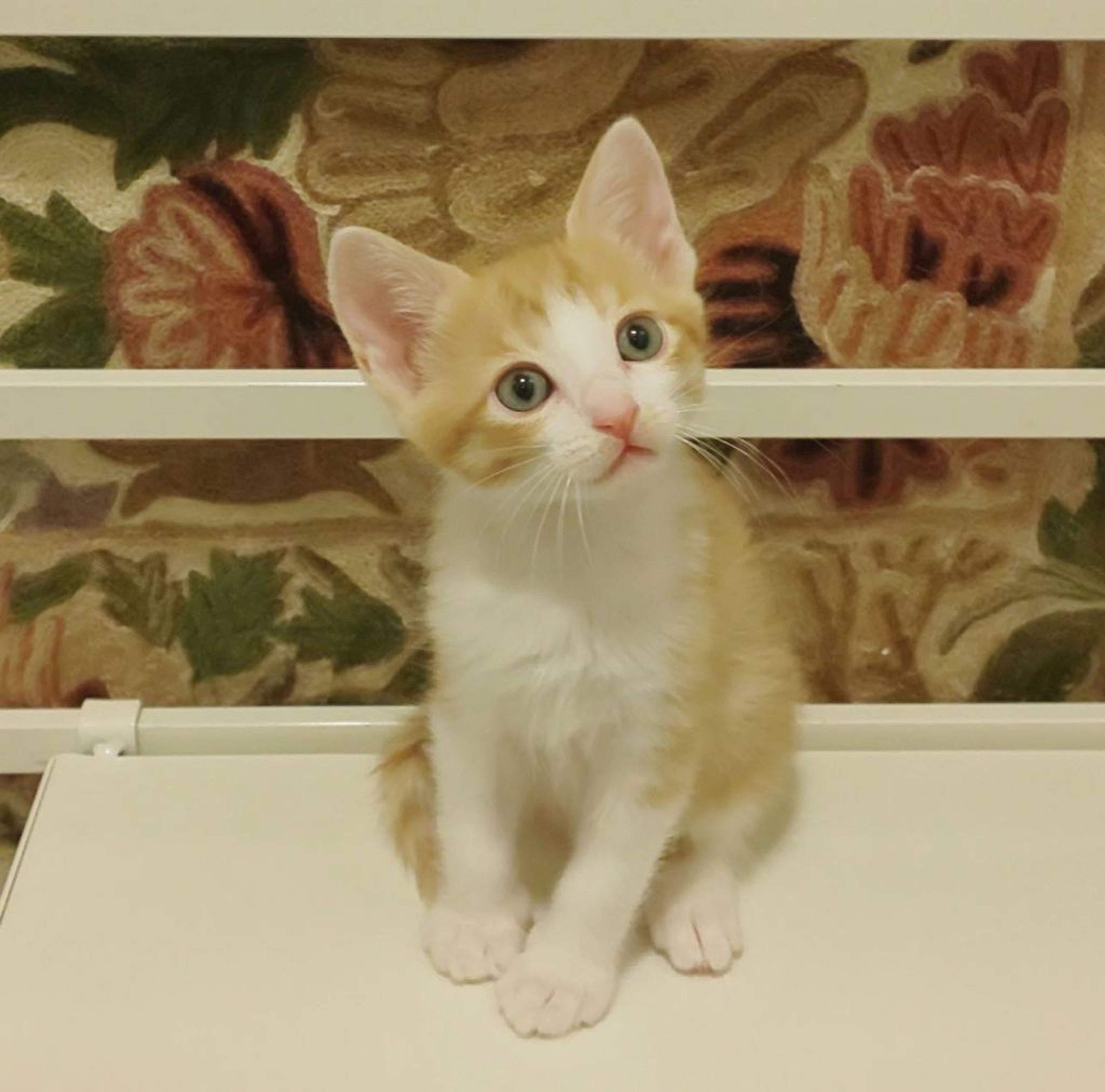 pet-image-4