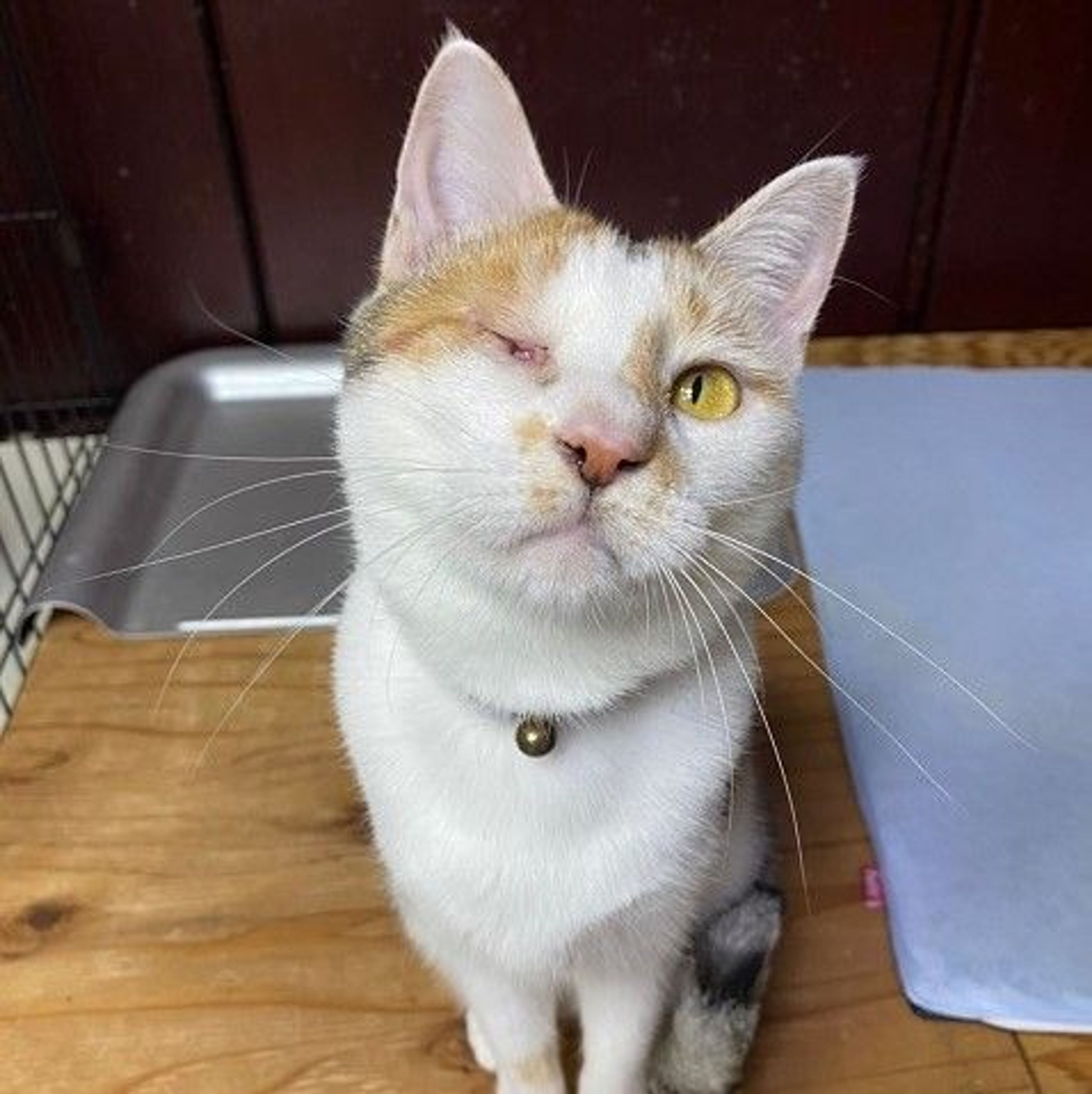 雑種（ミックス猫）・メスの里親募集の写真