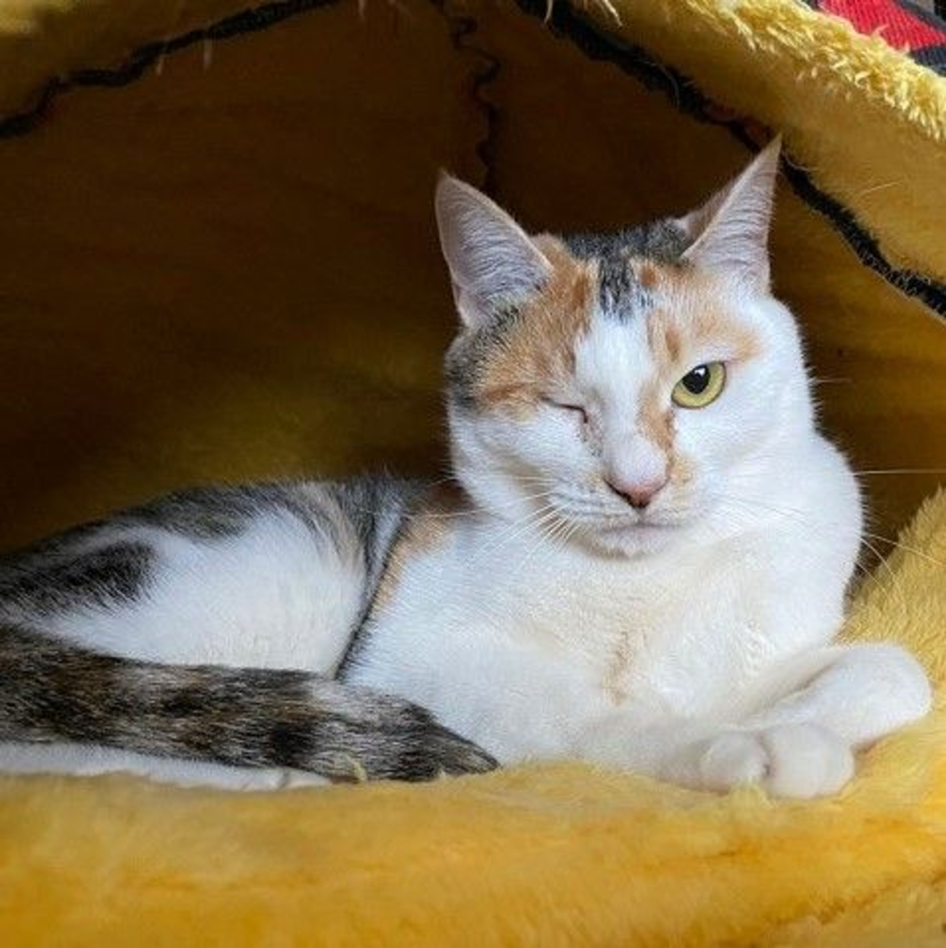pet-image-3