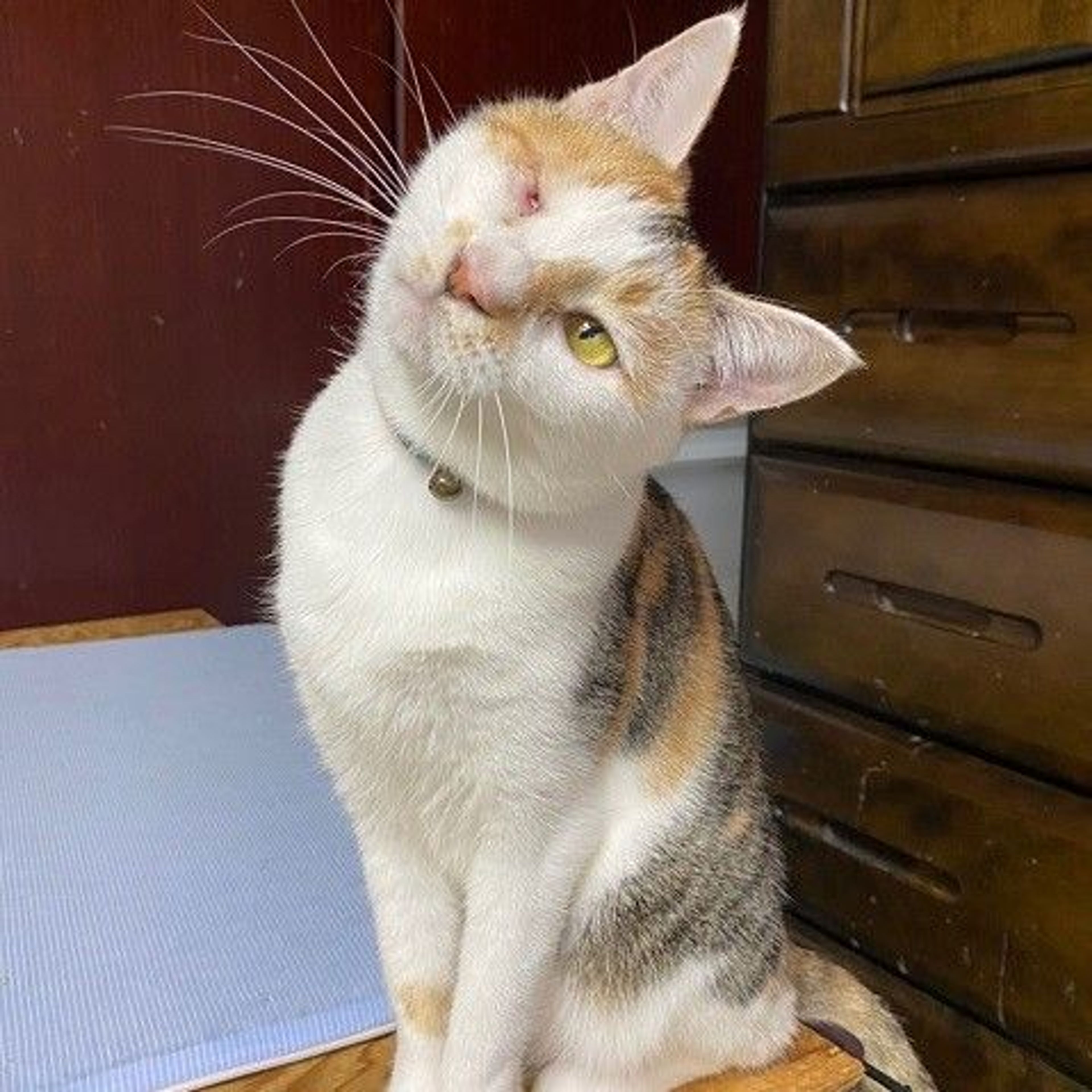 pet-image-4