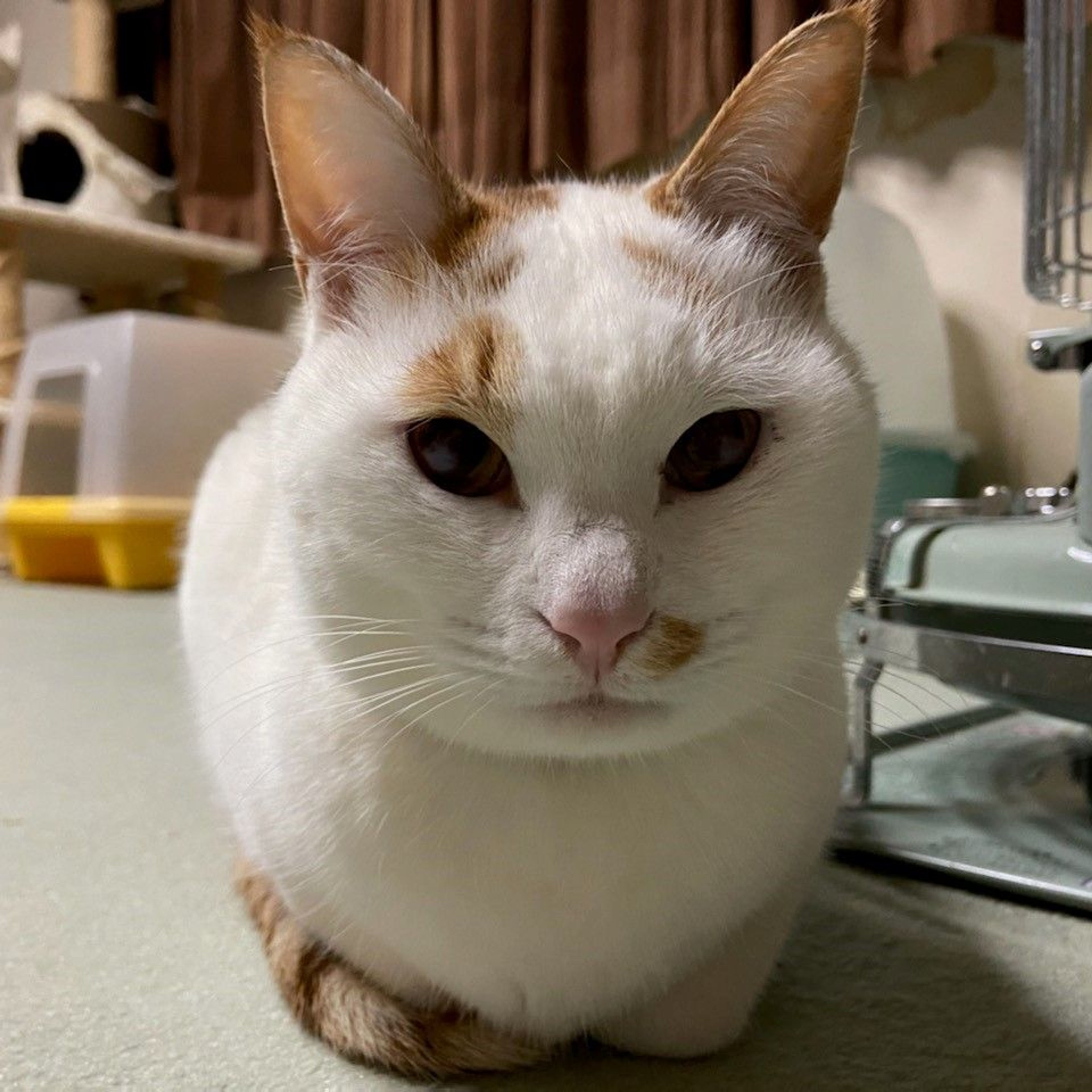 雑種（ミックス猫）・オスの里親募集の写真