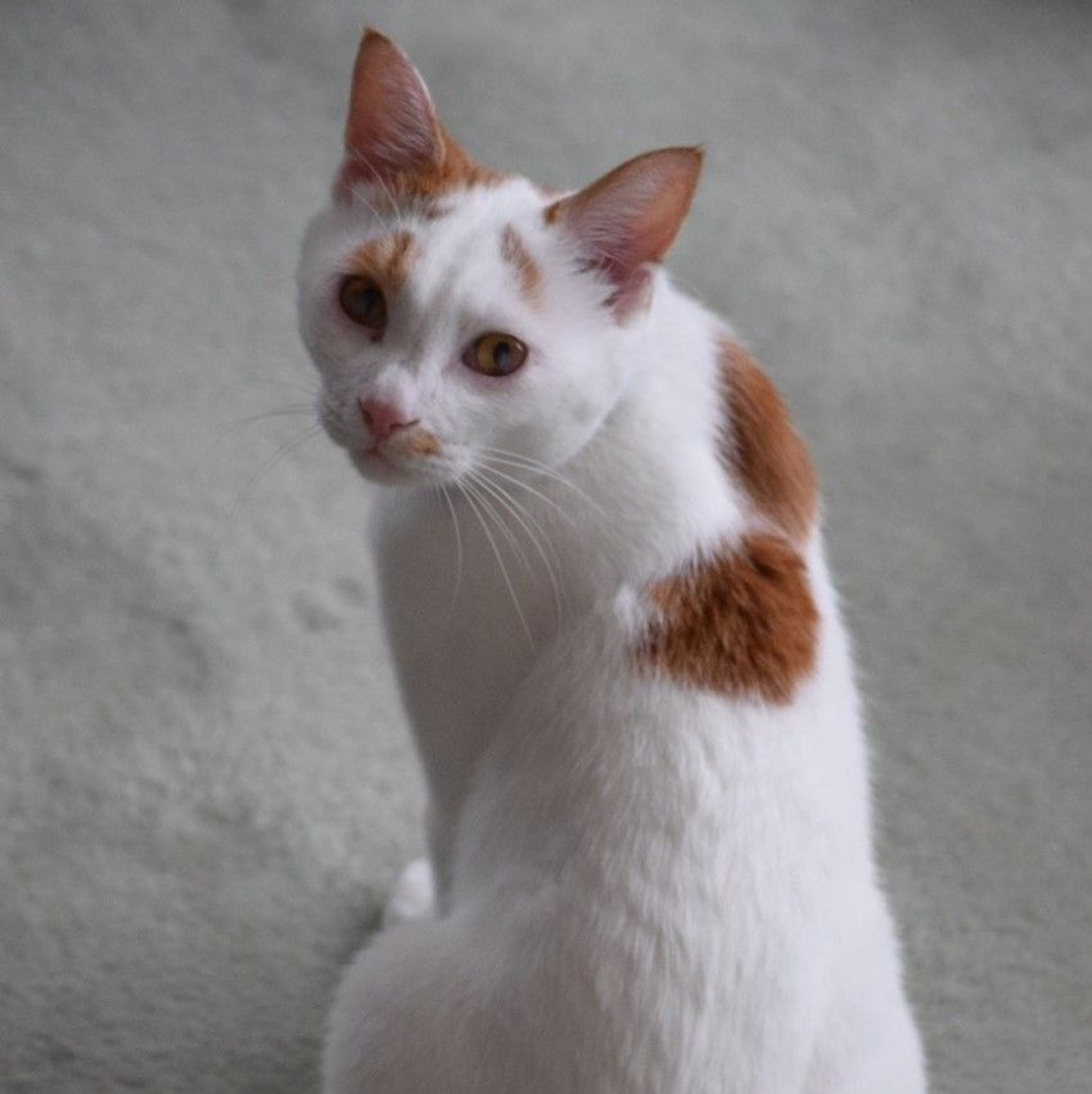 pet-image-4