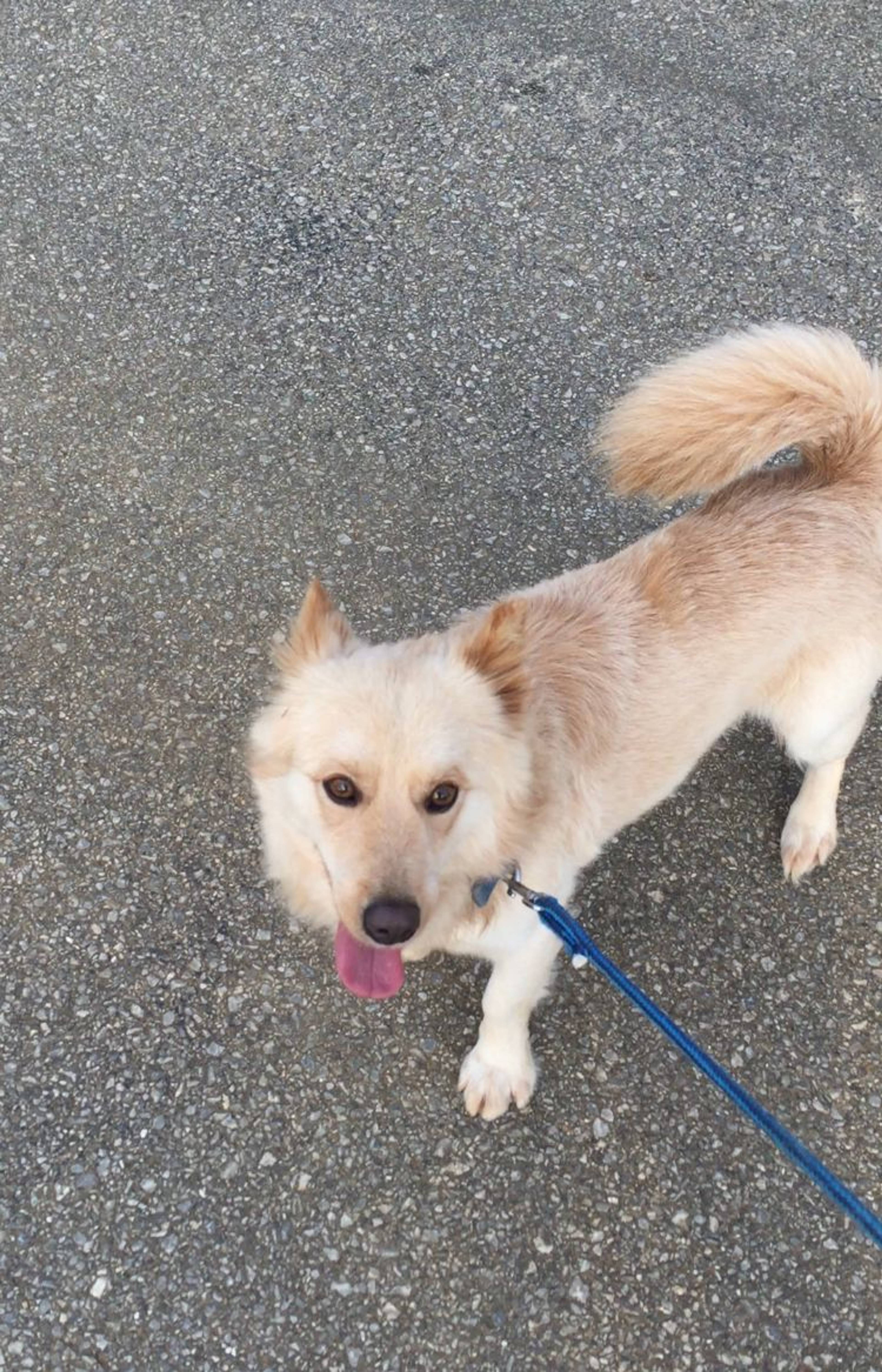 雑種（ミックス犬）・オスの里親募集の写真