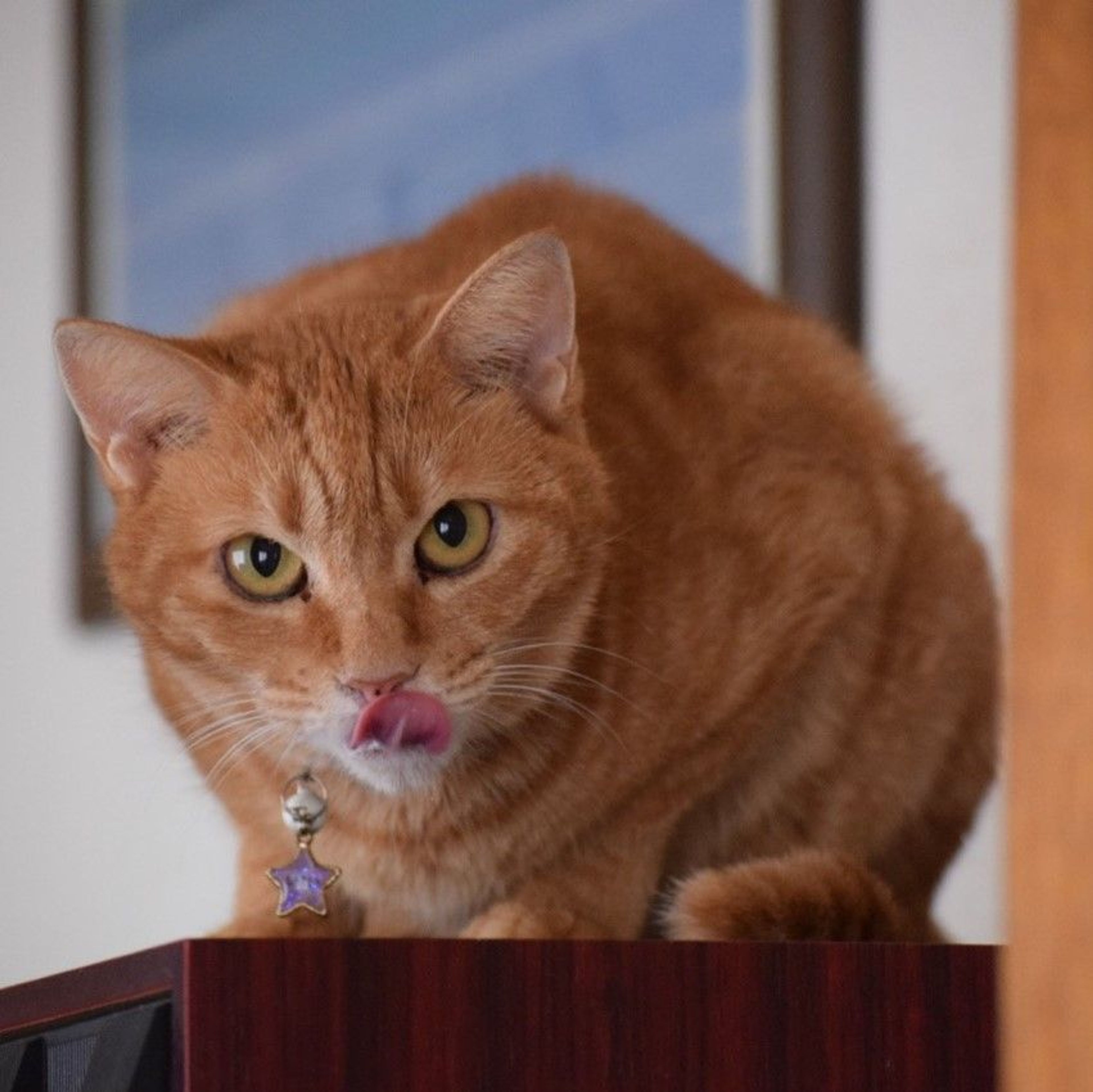雑種（ミックス猫）・メスの里親募集の写真