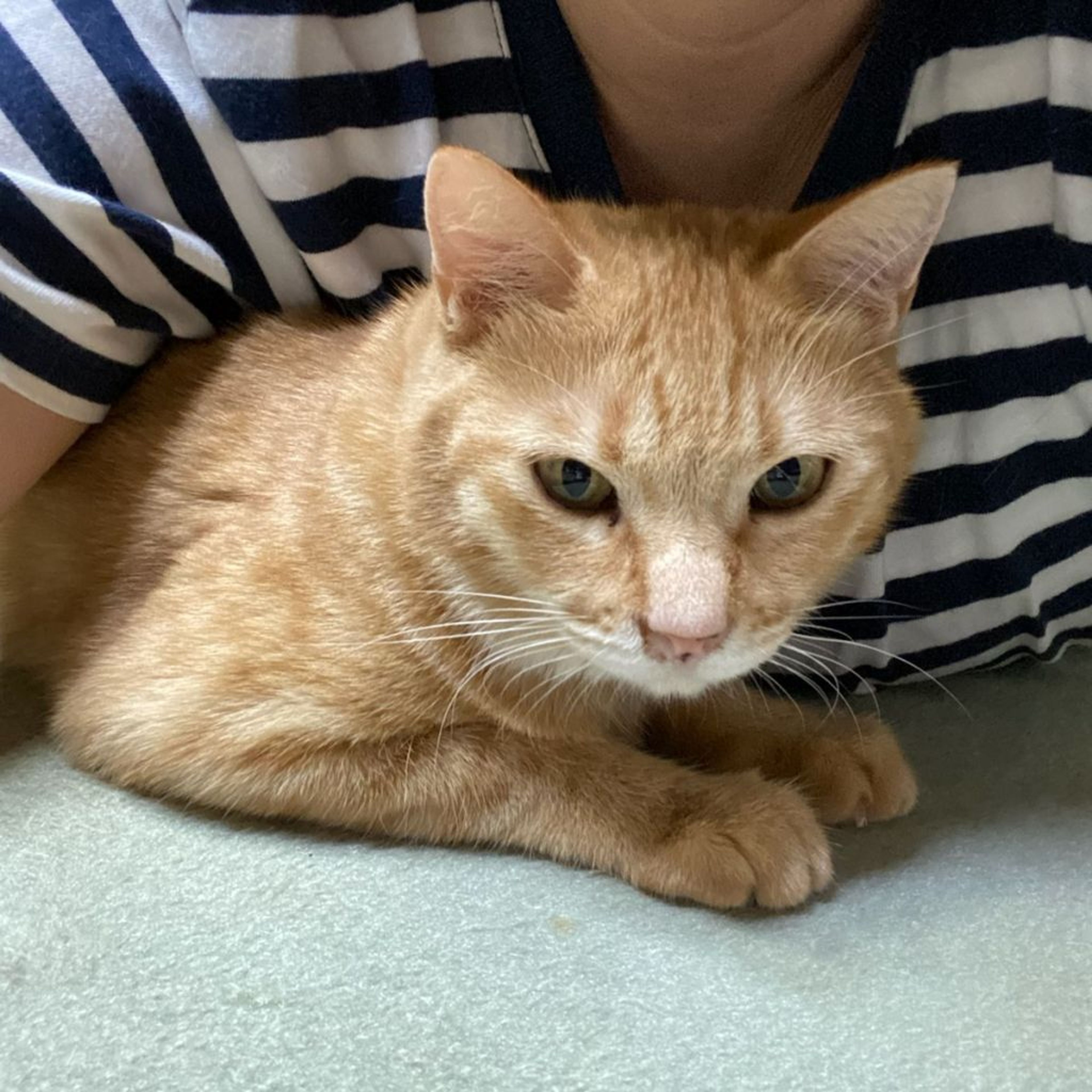 pet-image-2