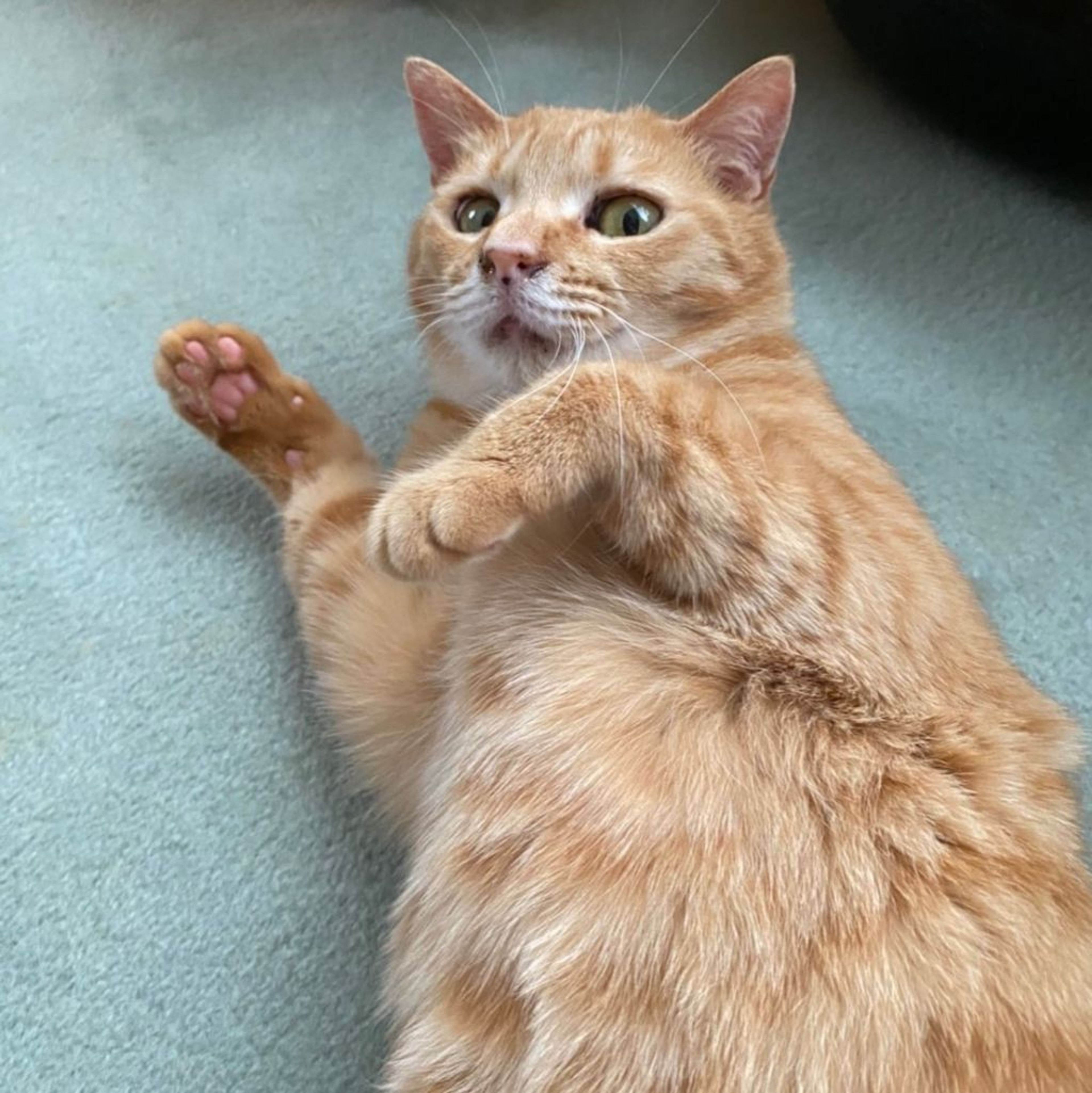 pet-image-3