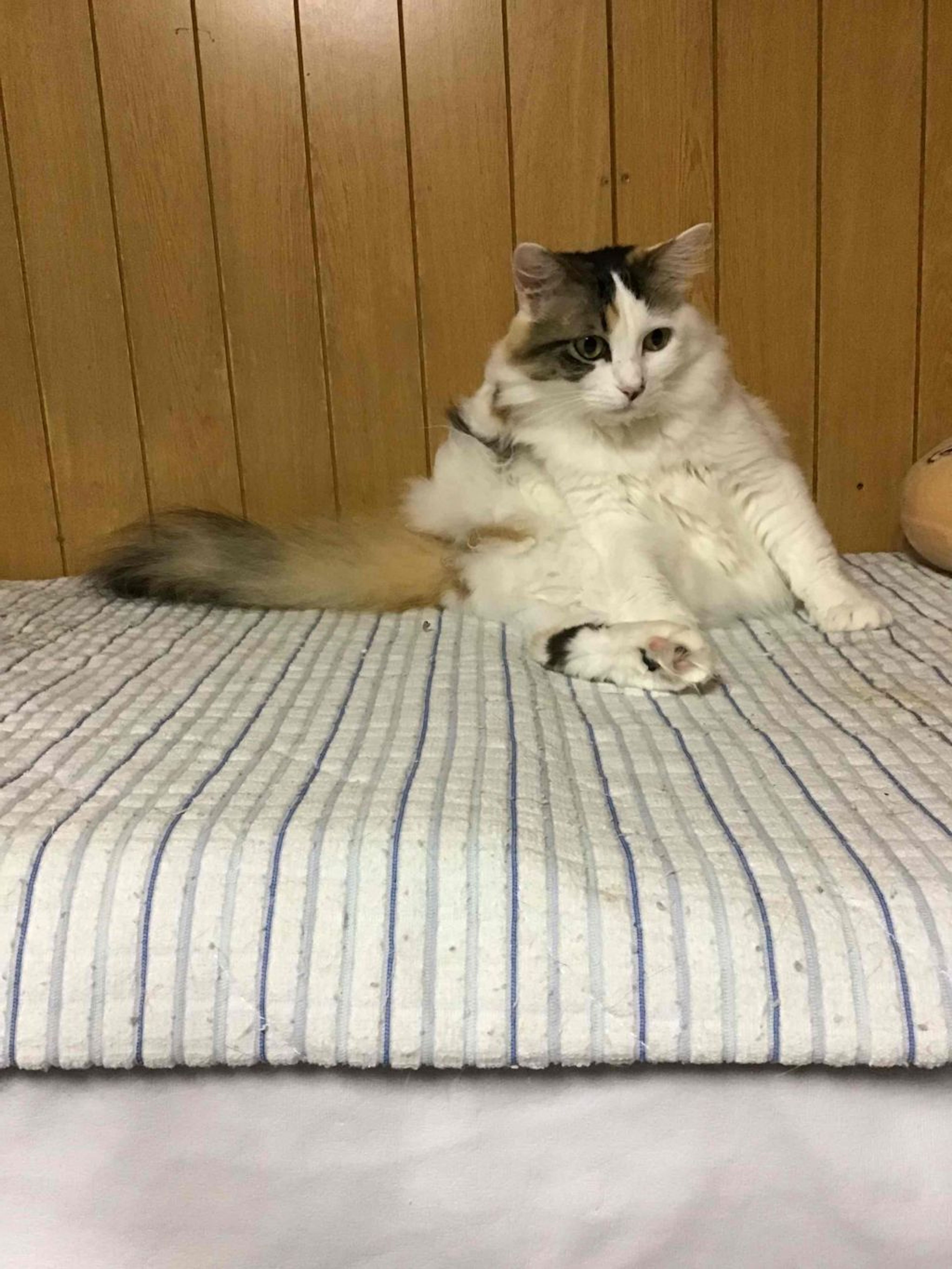 pet-image-2
