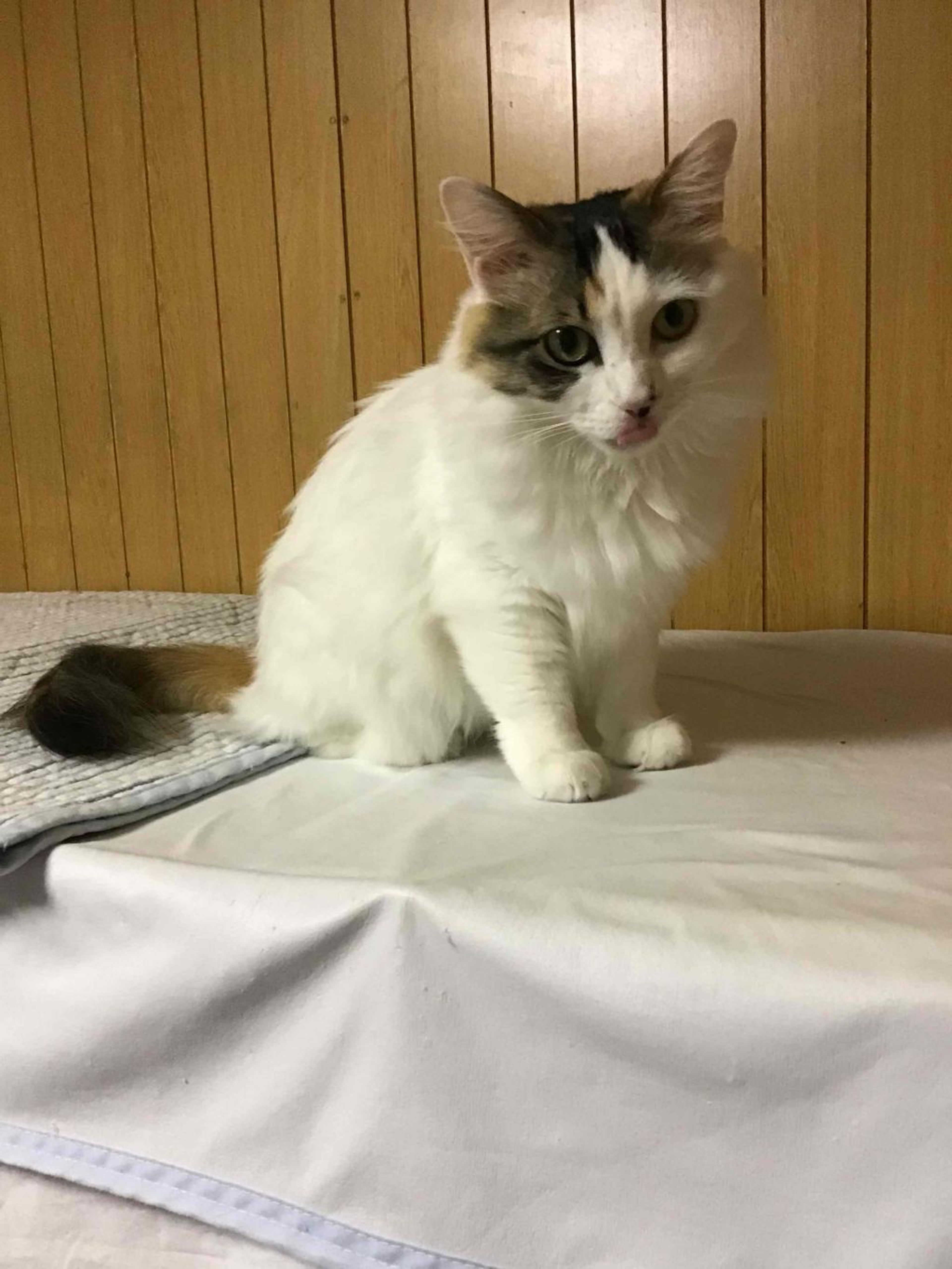 pet-image-3