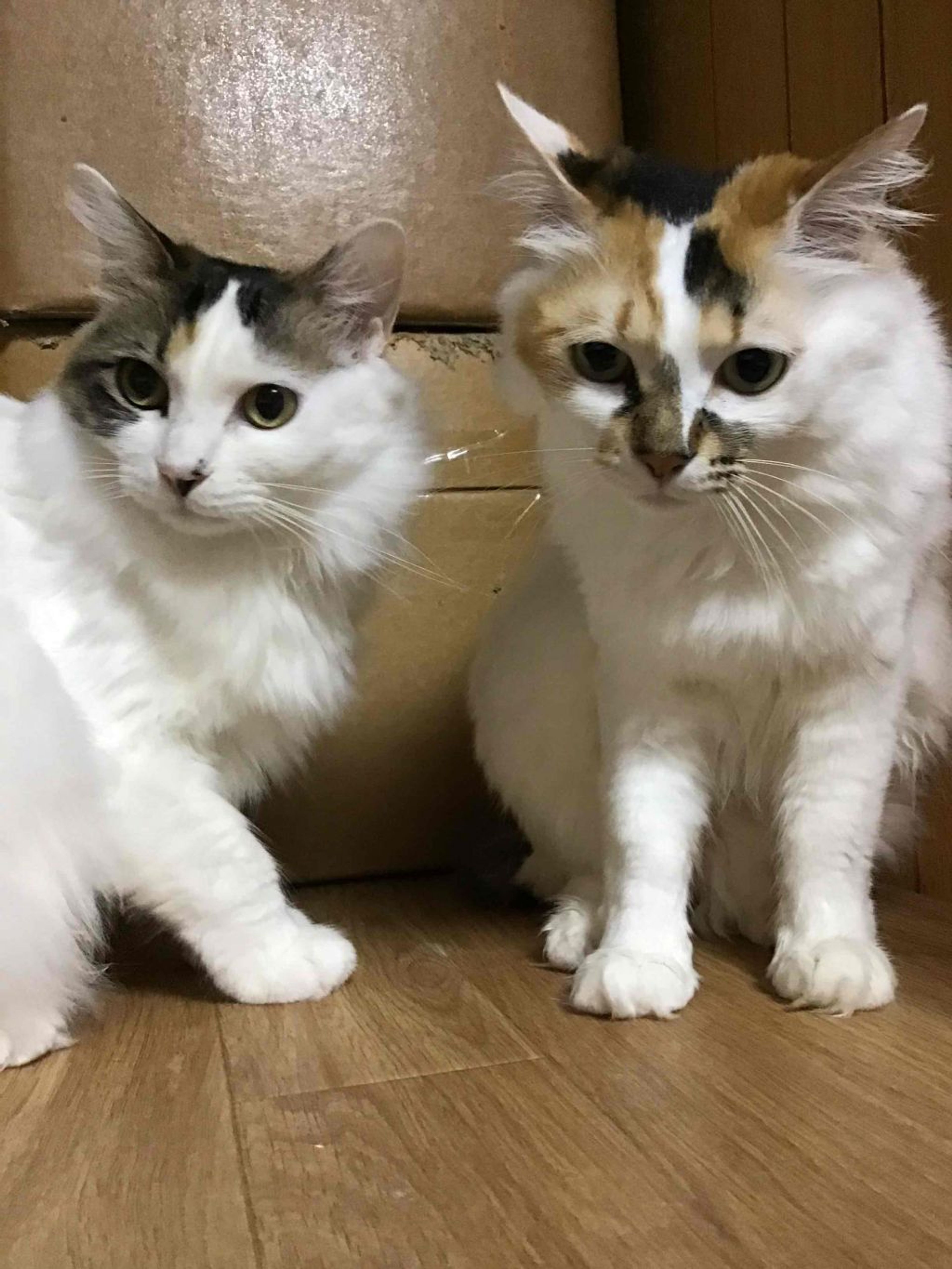 pet-image-4