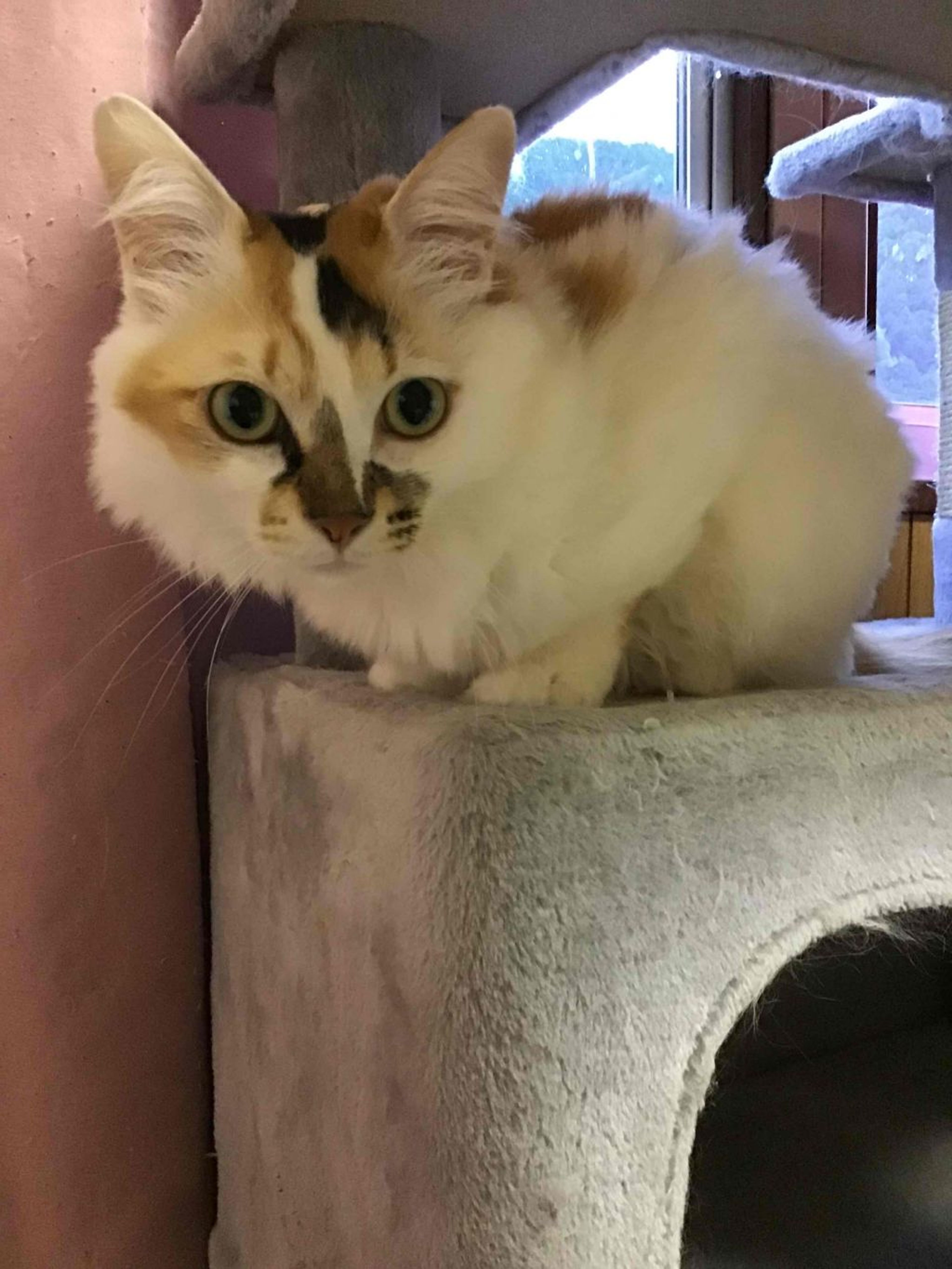 雑種（ミックス猫）・メスの里親募集の写真