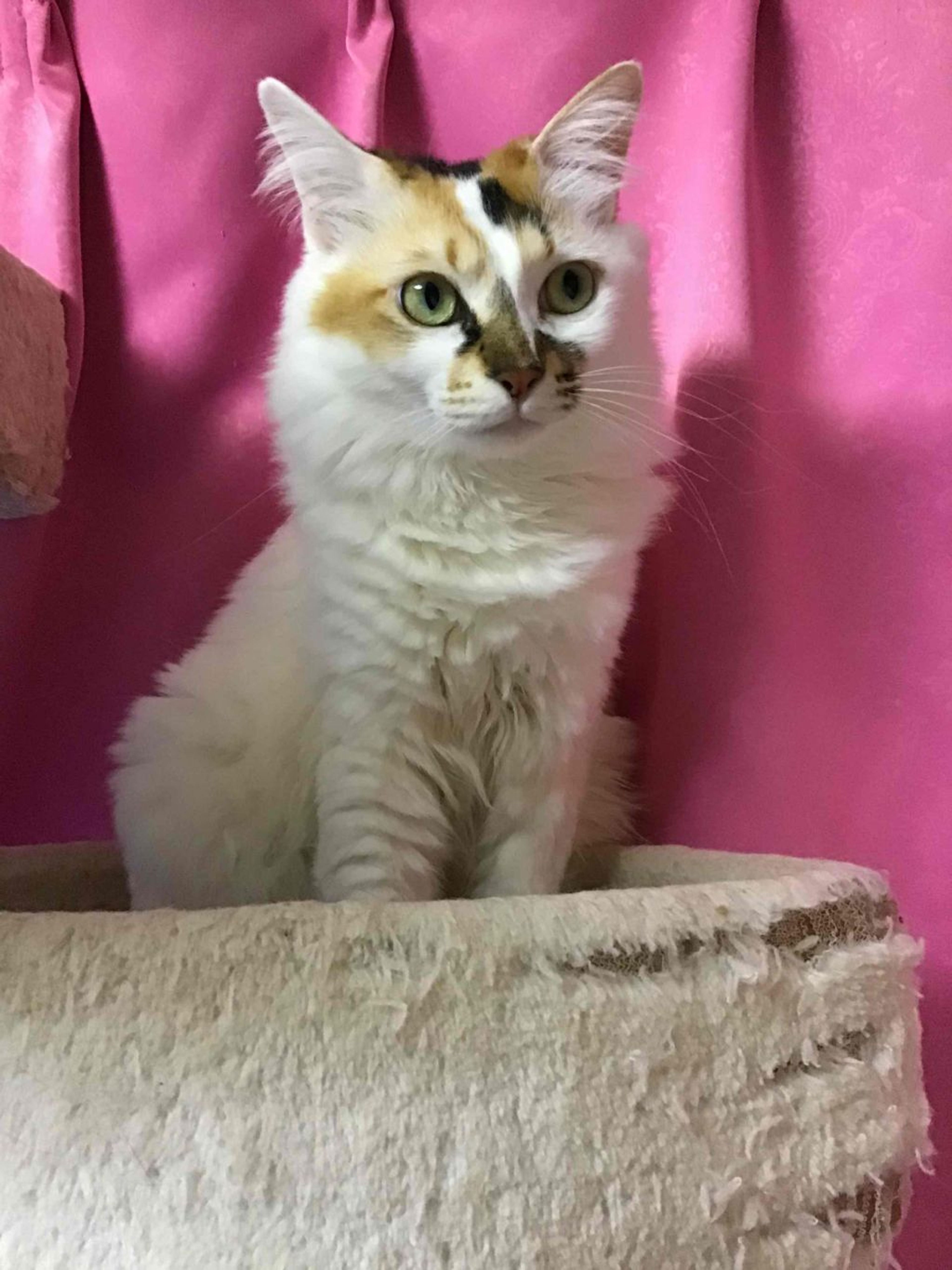 pet-image-2