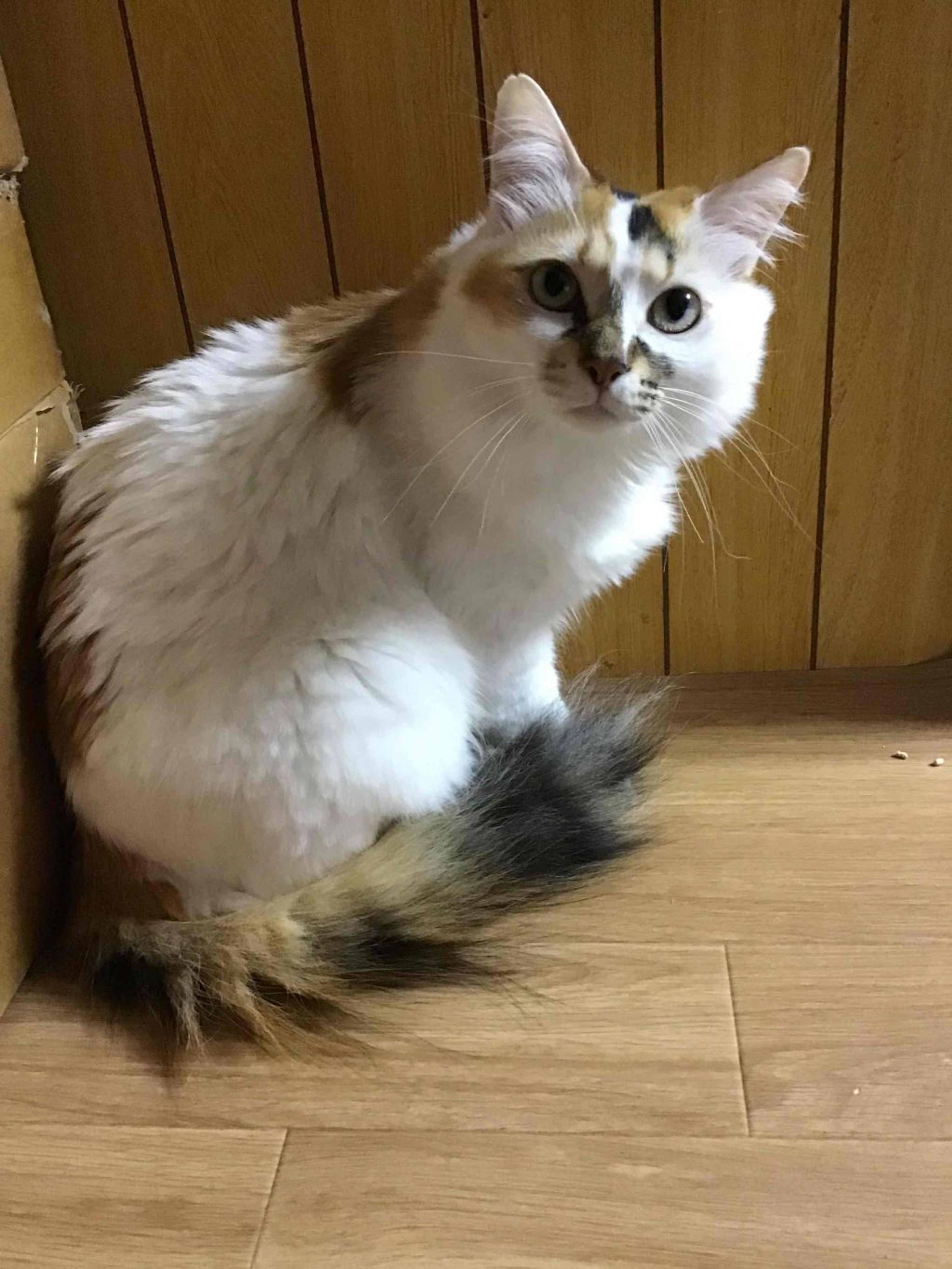 pet-image-3
