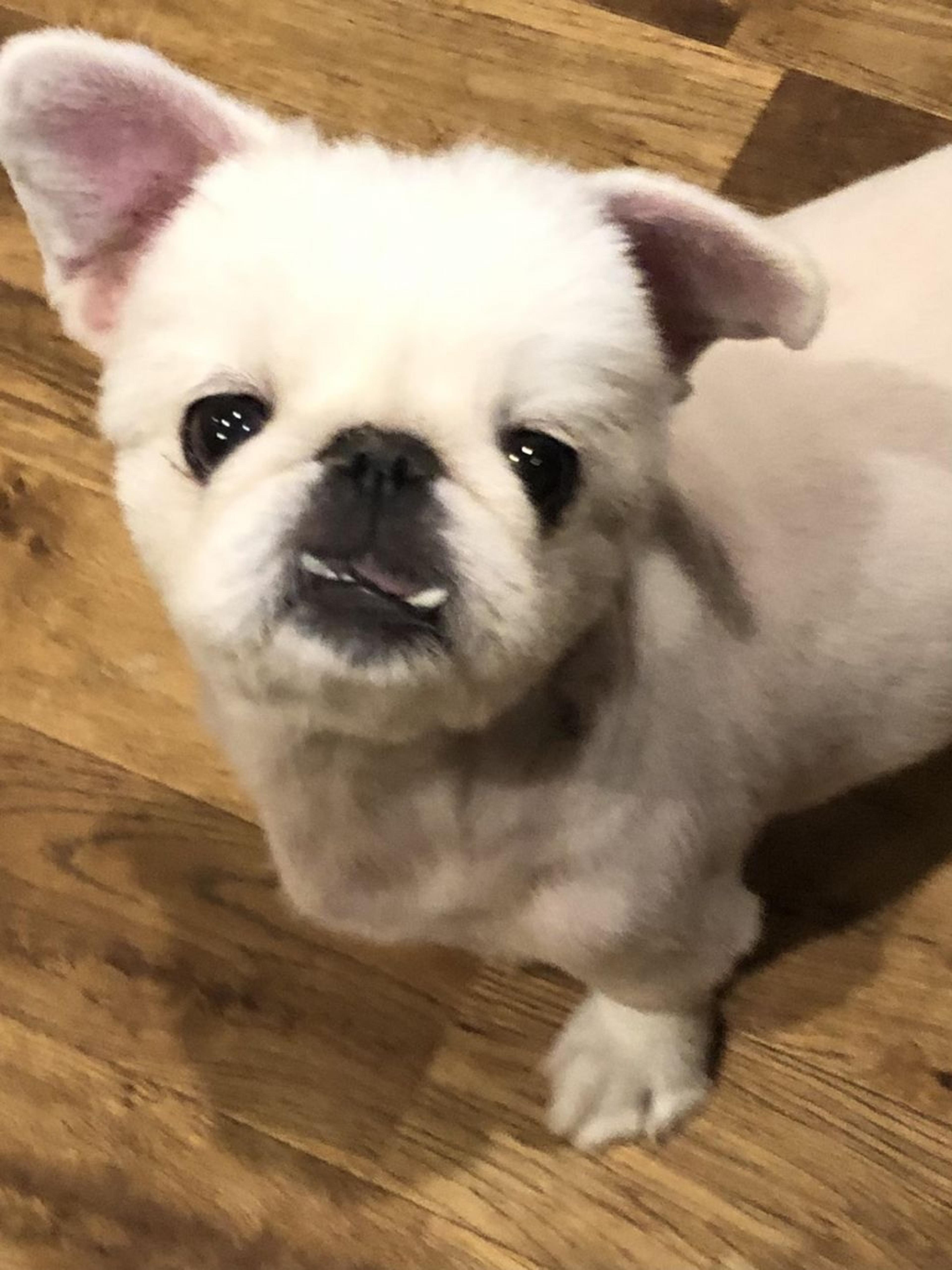 pet-image-2