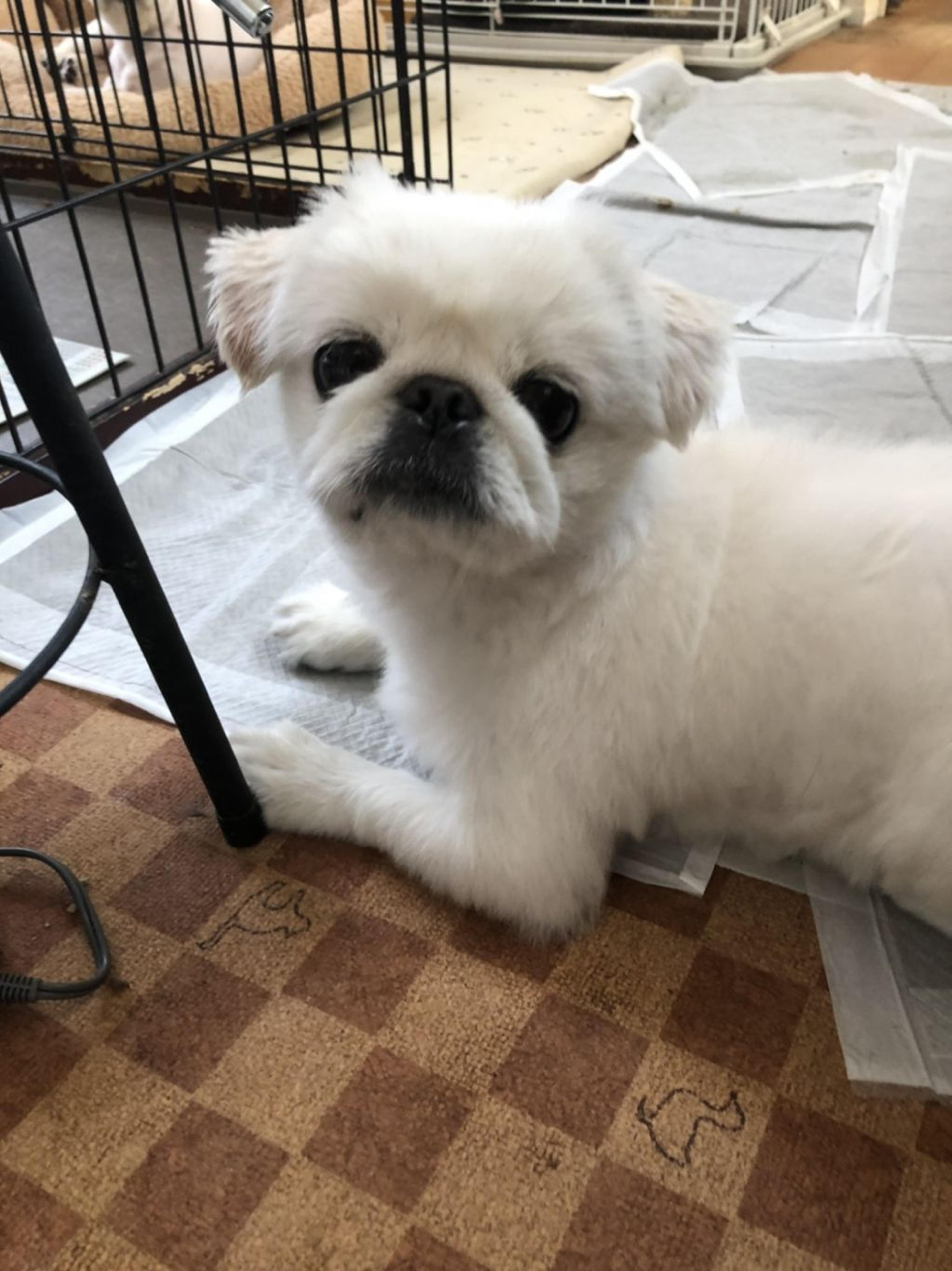 pet-image-2