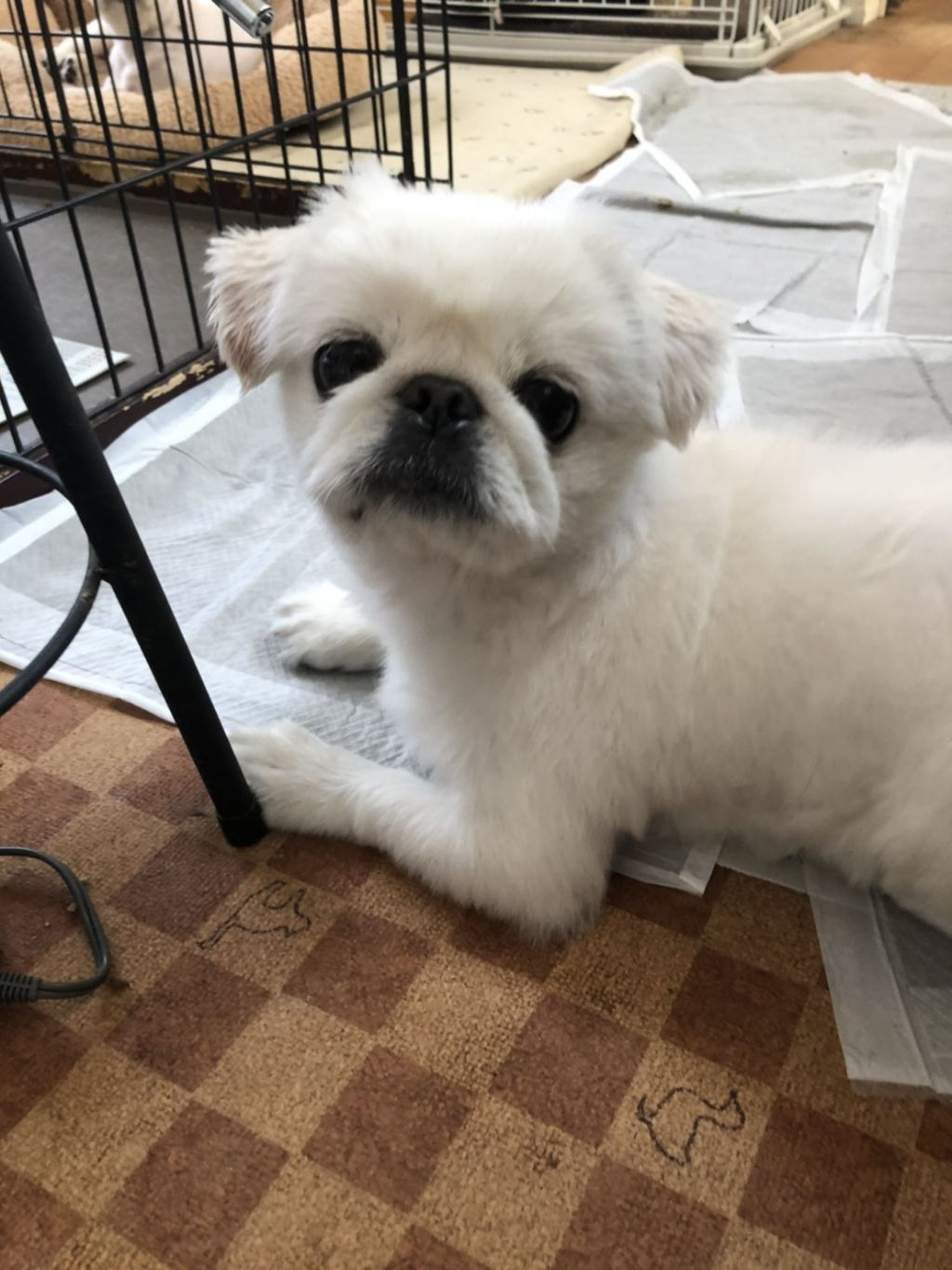 pet-image-2