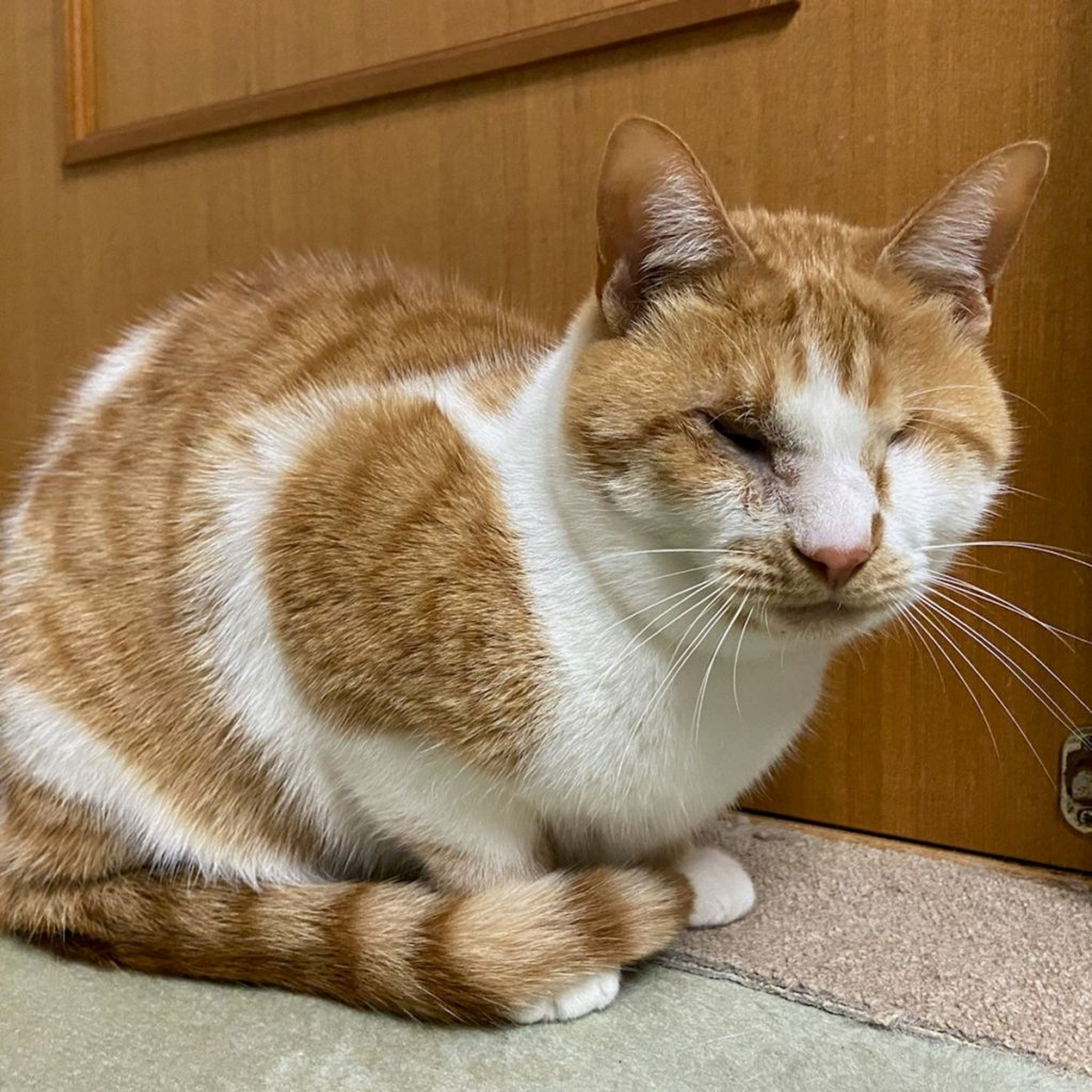雑種（ミックス猫）・メスの里親募集の写真