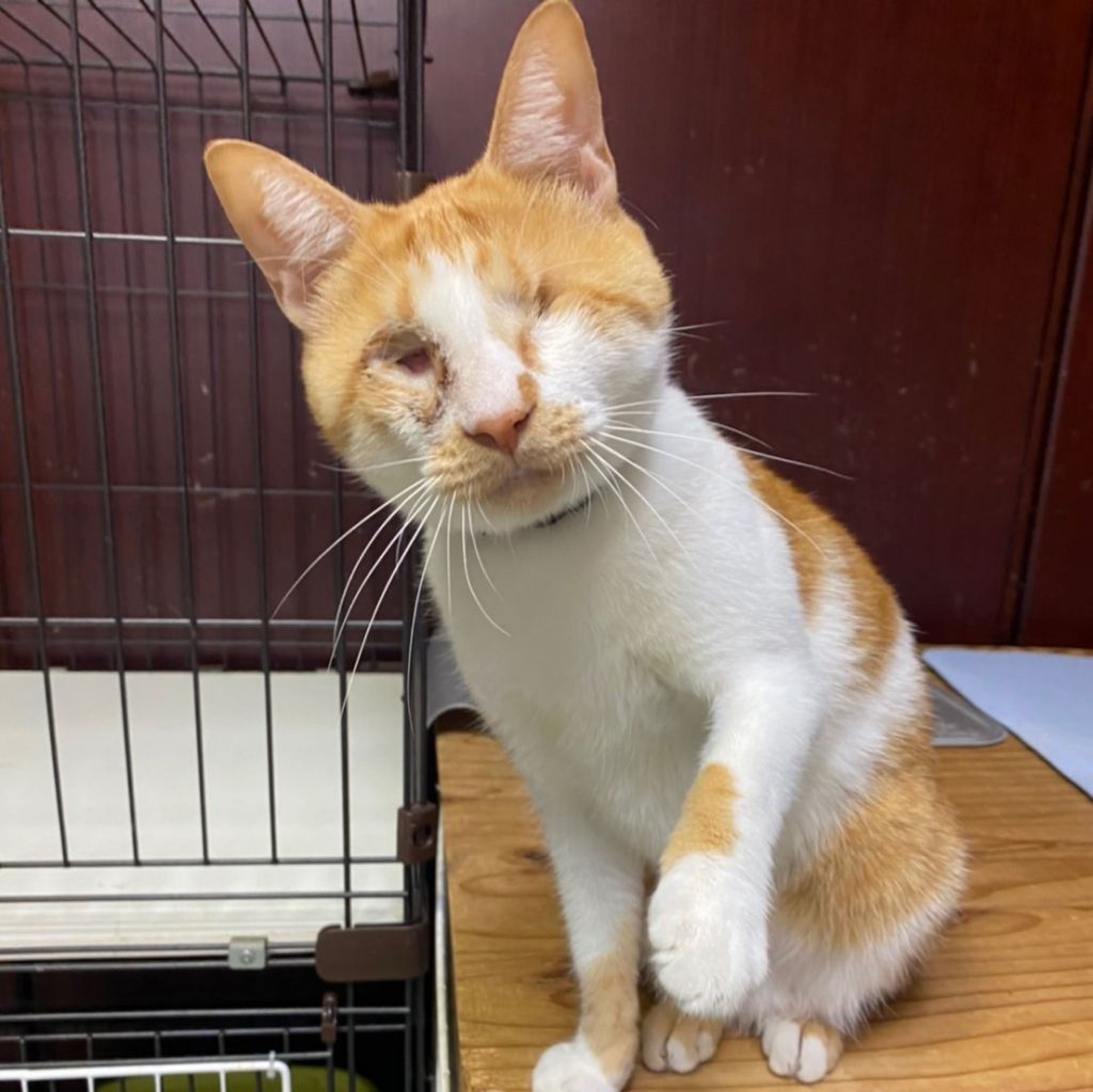 pet-image-2