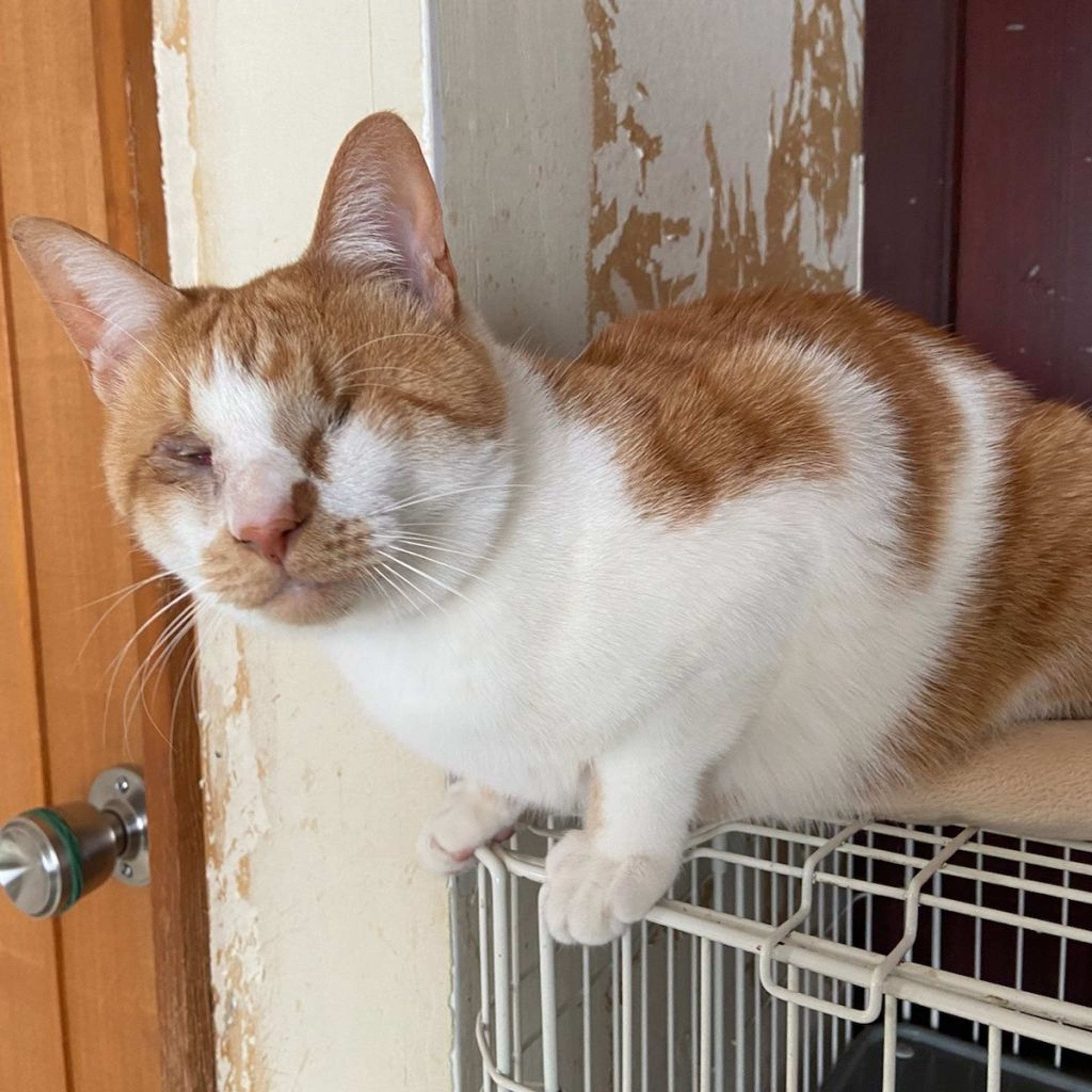 pet-image-4