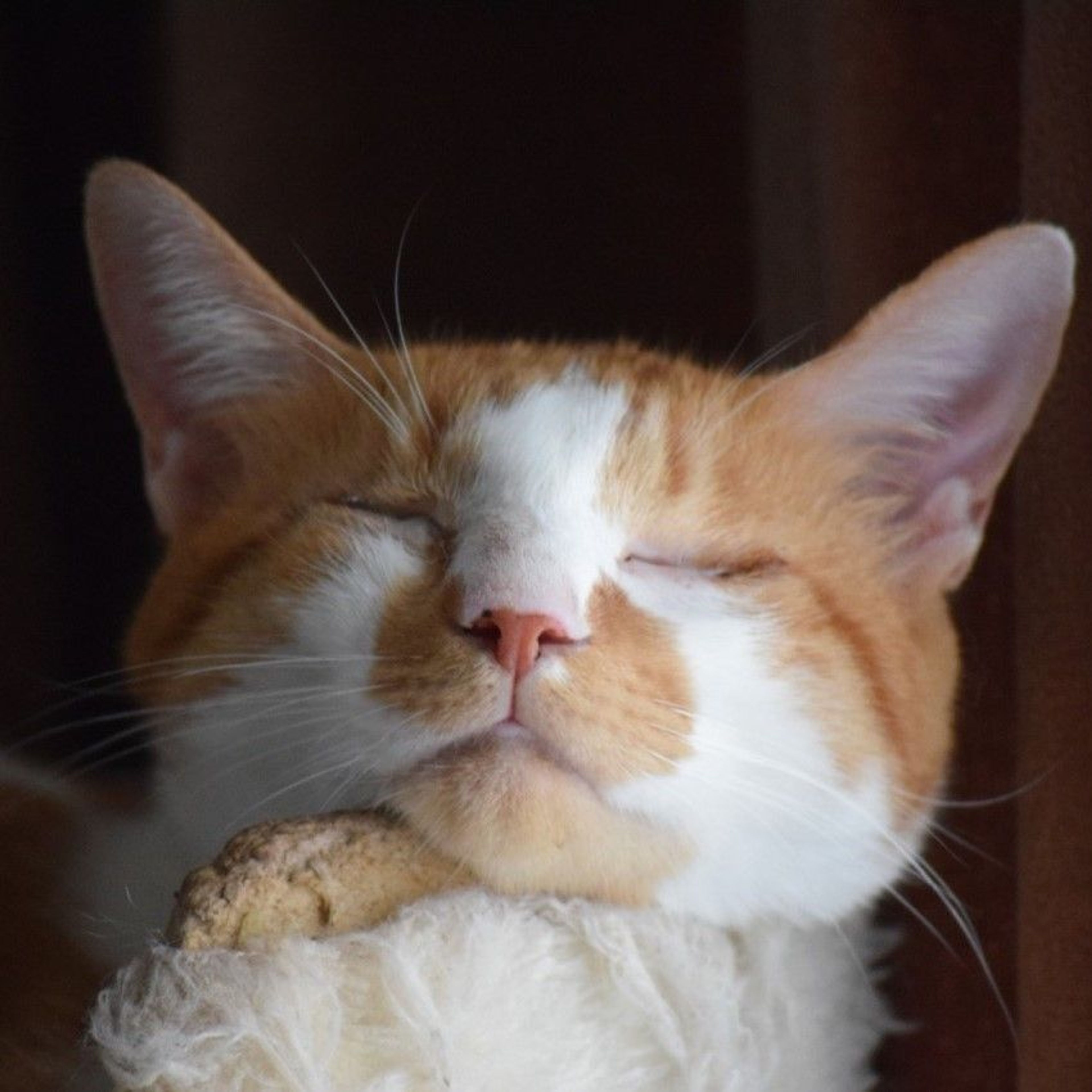 雑種（ミックス猫）・オスの里親募集の写真