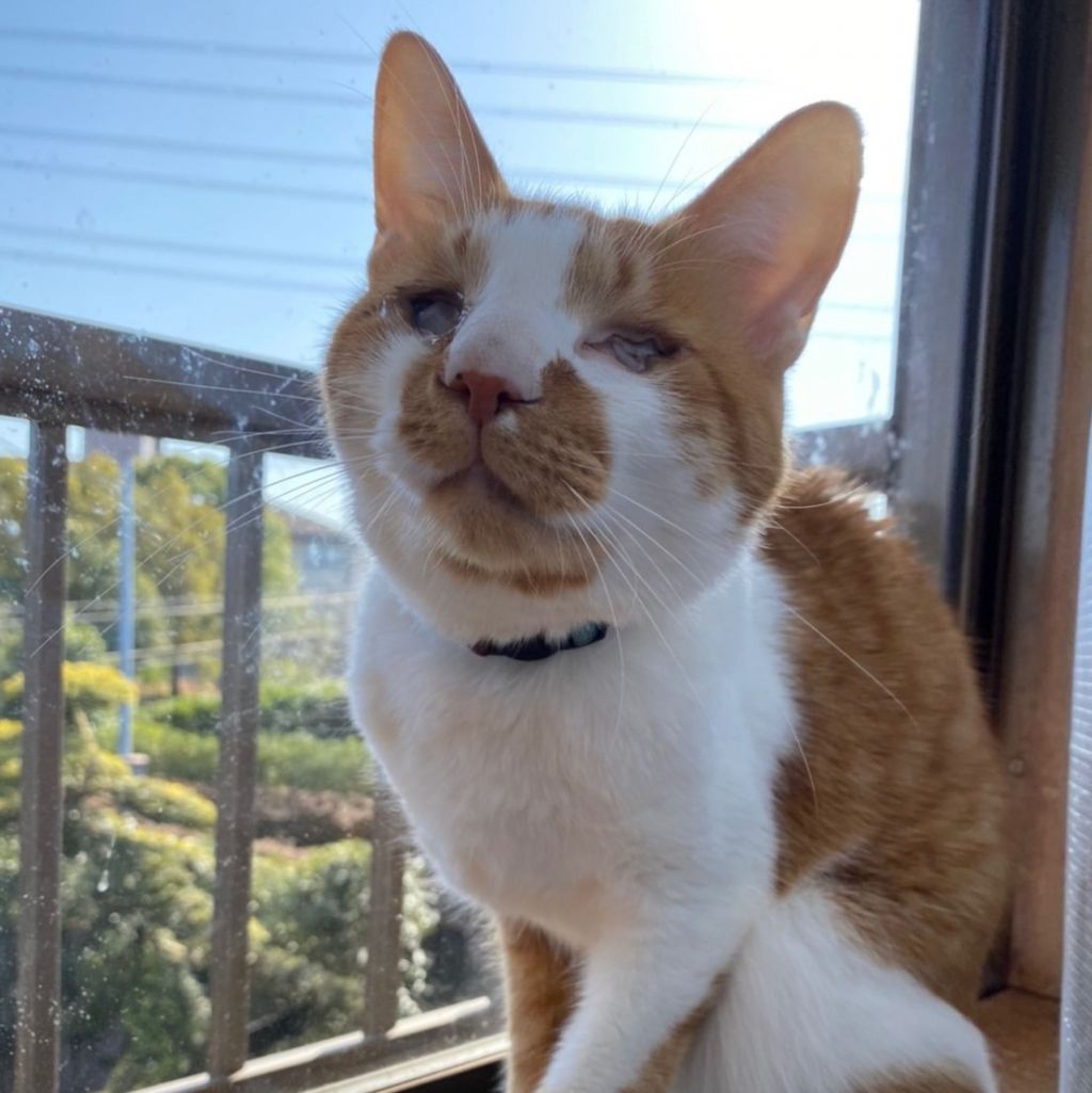pet-image-2