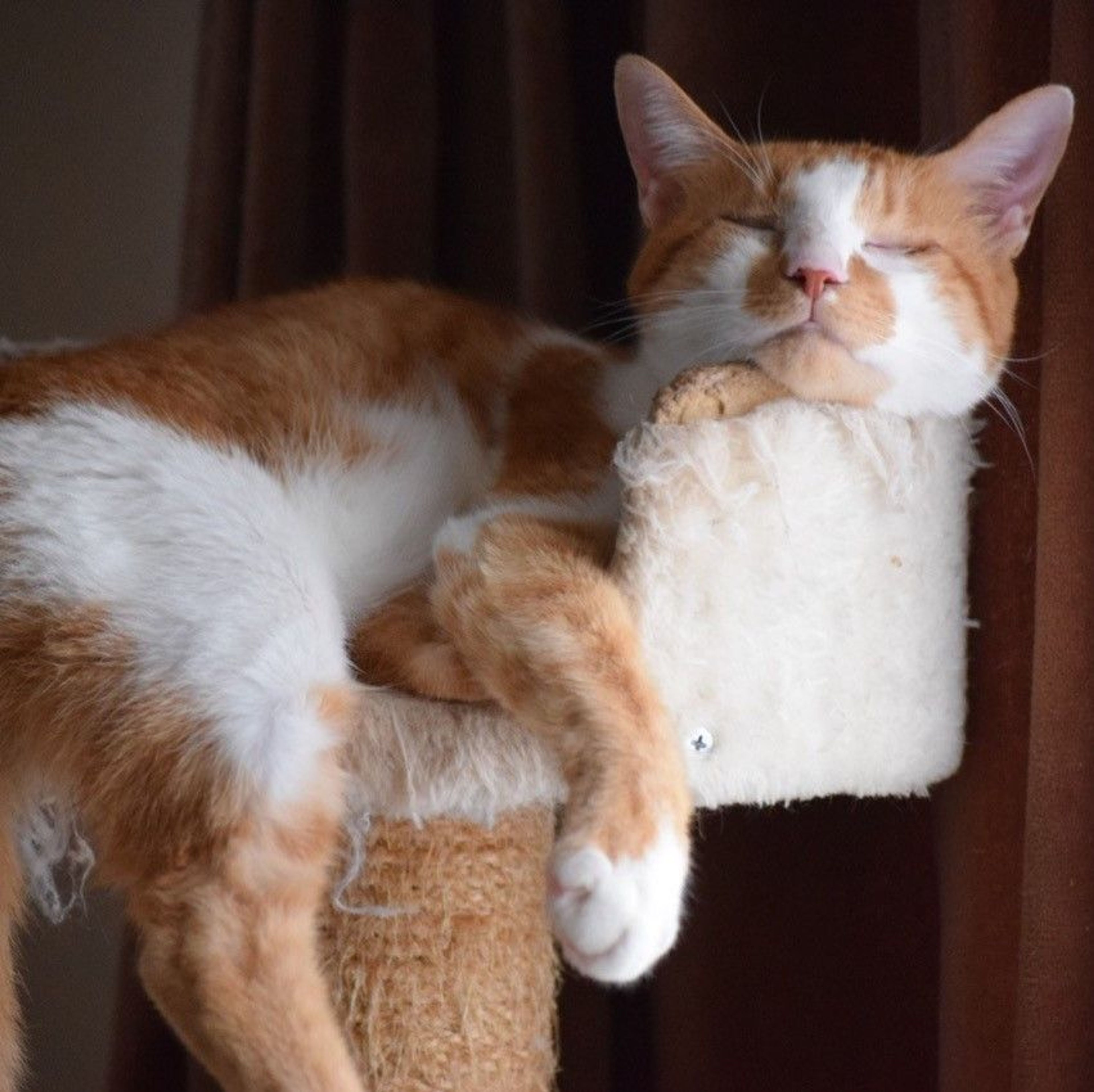 pet-image-3