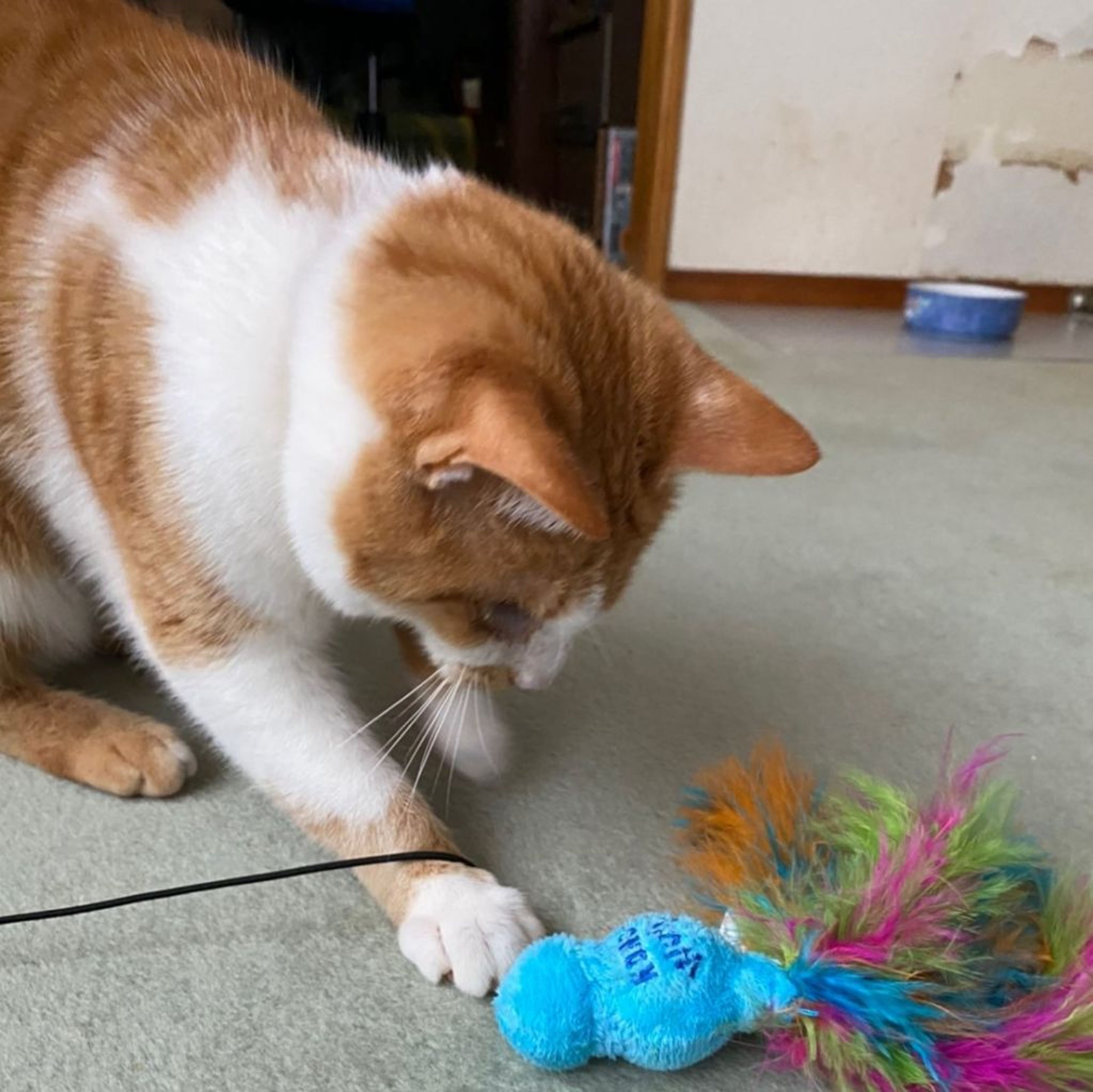 pet-image-4