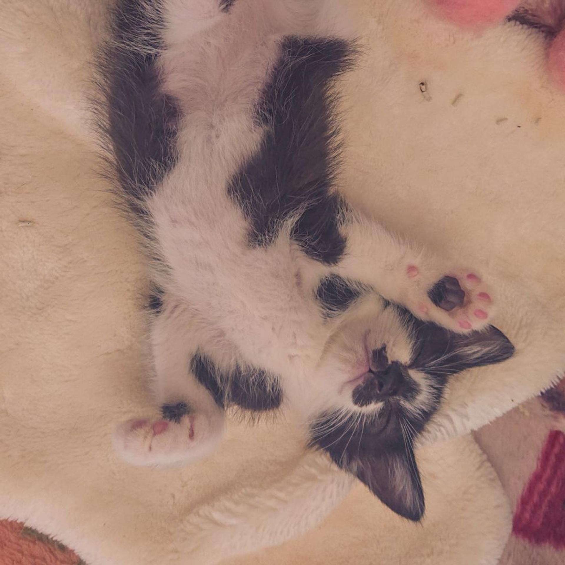 pet-image-2