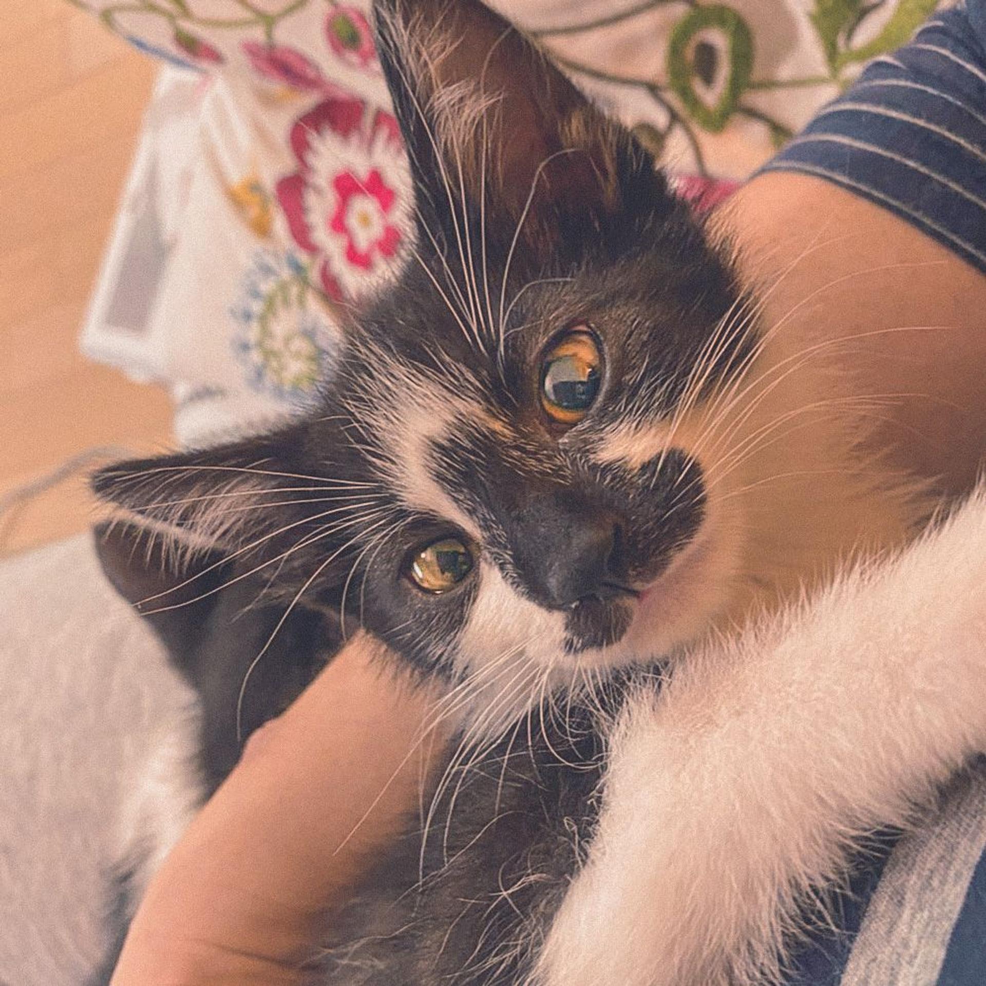 pet-image-5