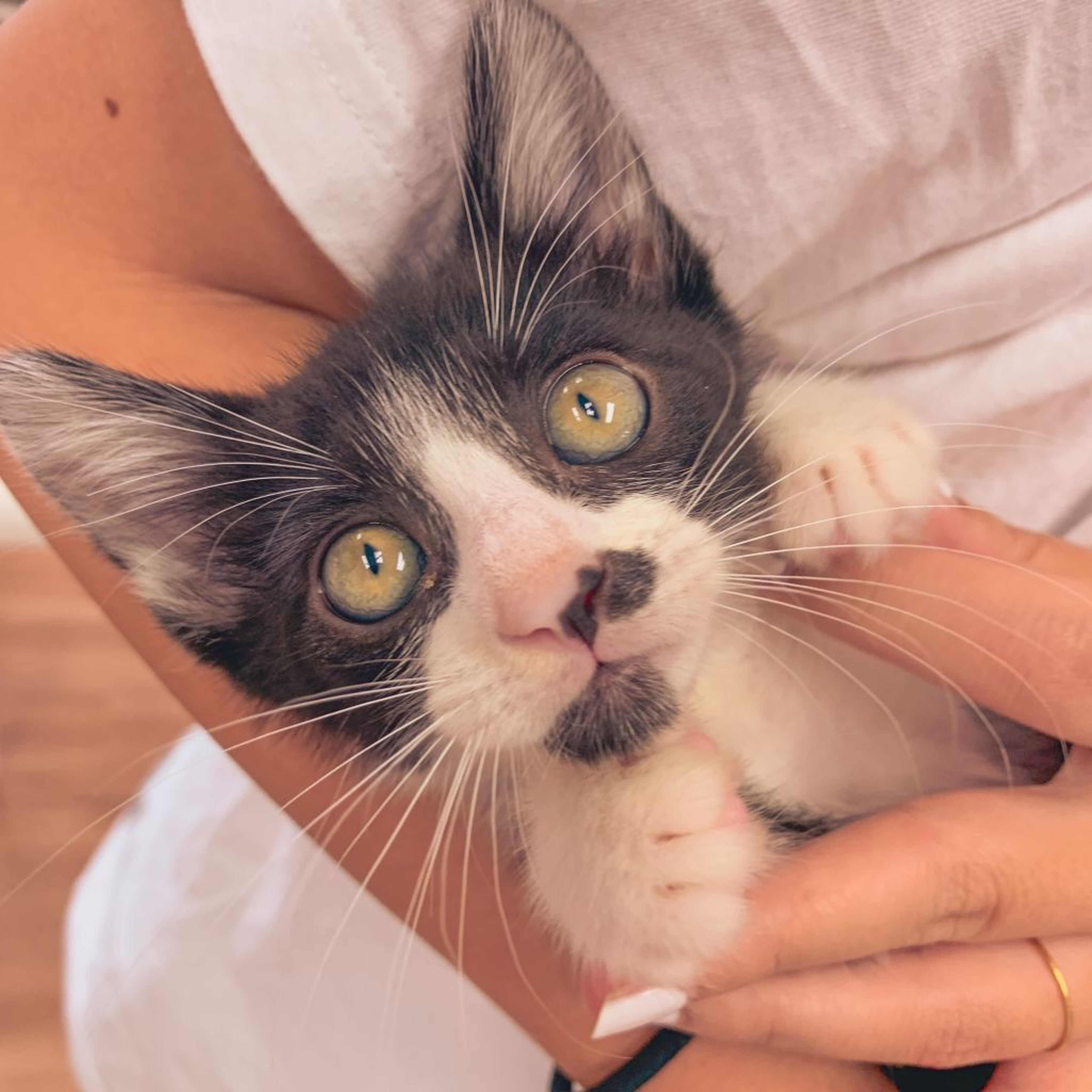 雑種（ミックス猫）・オスの里親募集の写真