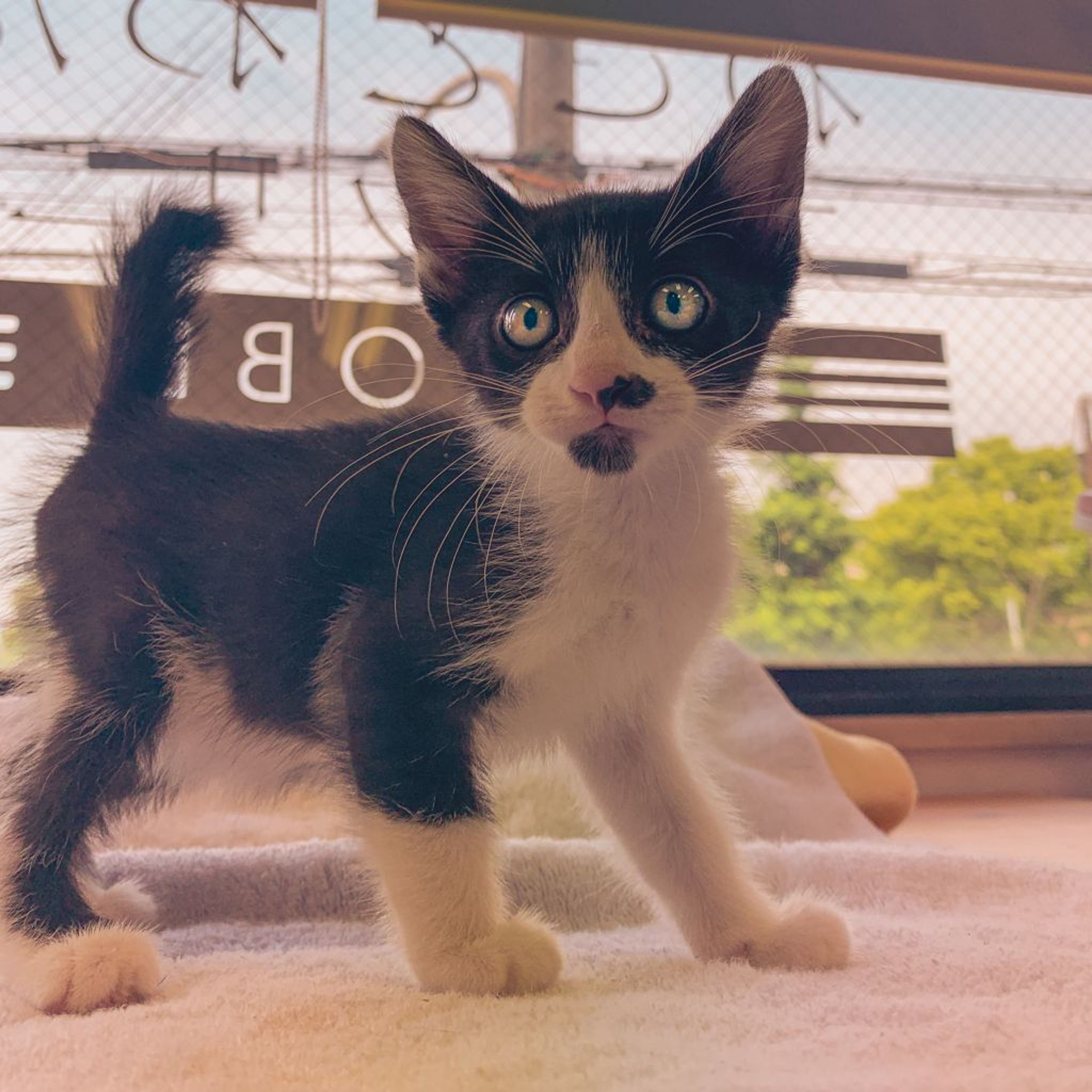 pet-image-3