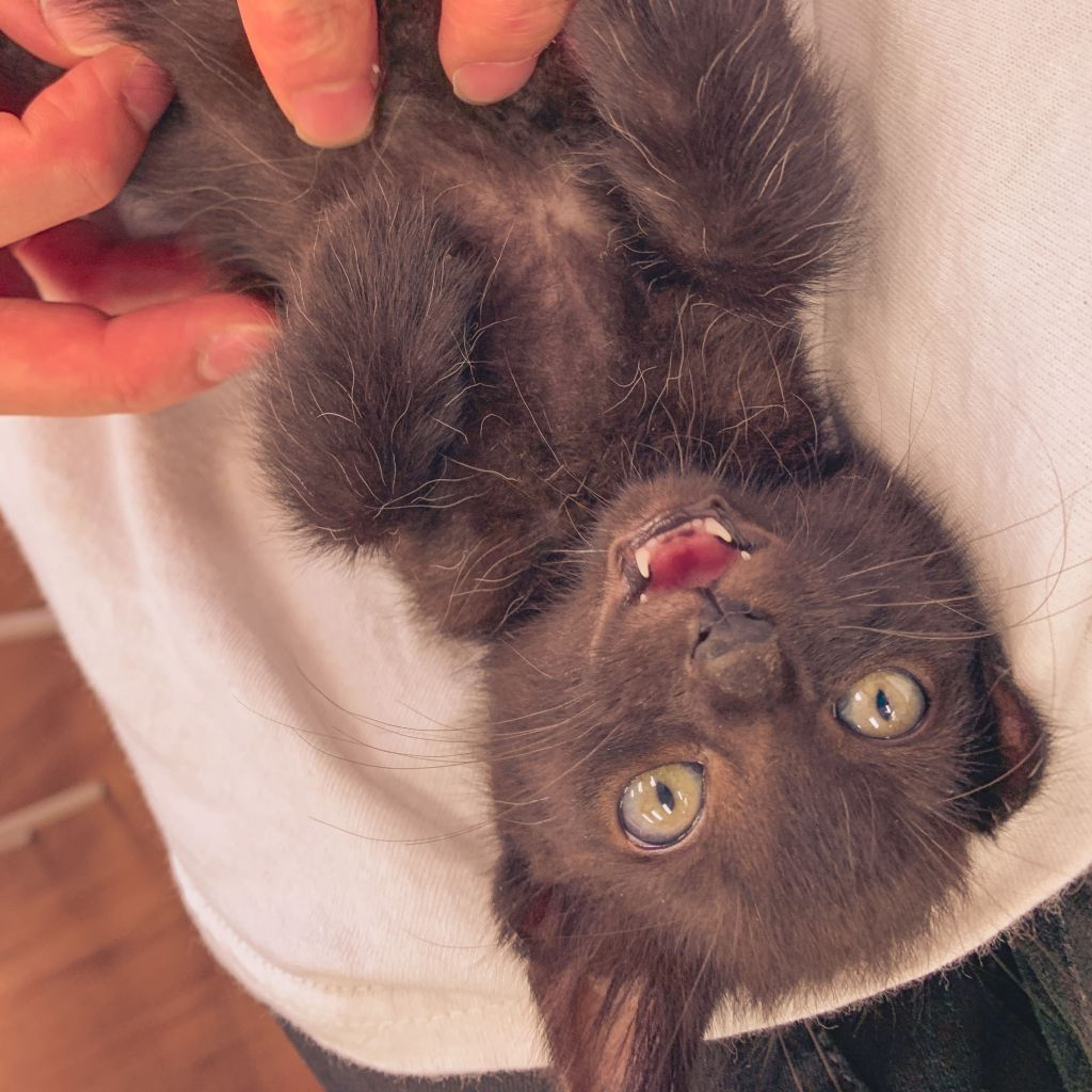 雑種（ミックス猫）・オスの里親募集の写真