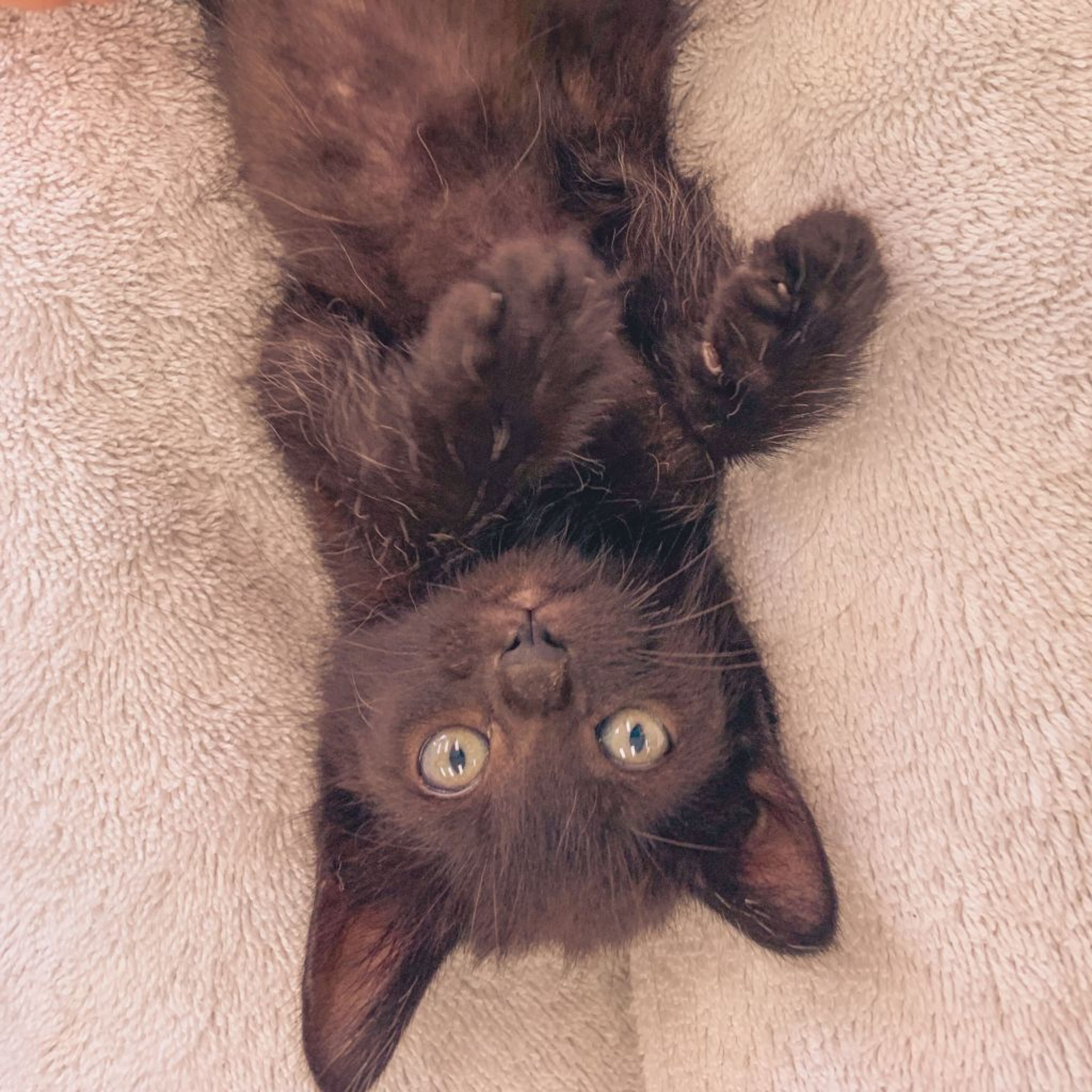 pet-image-2