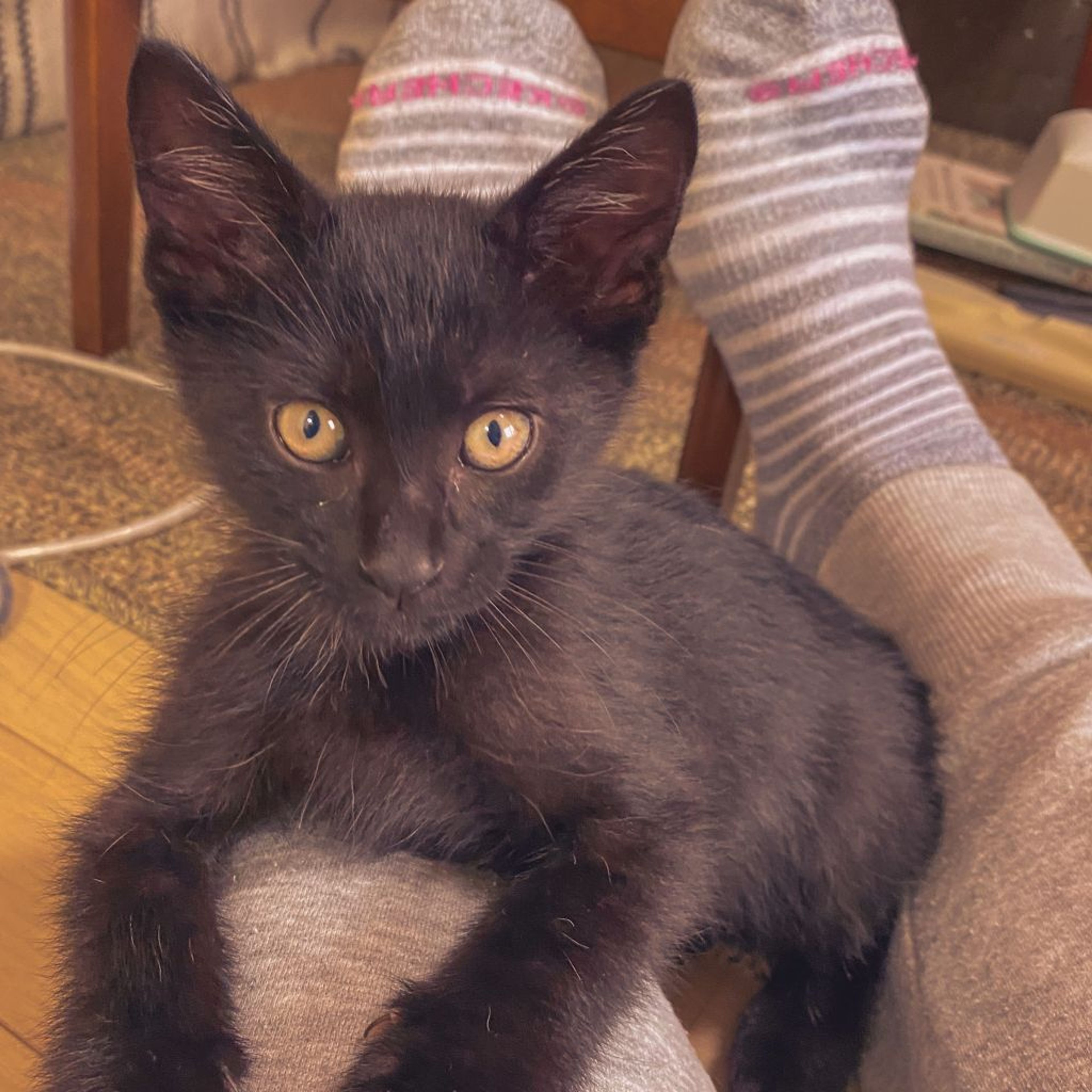 pet-image-5