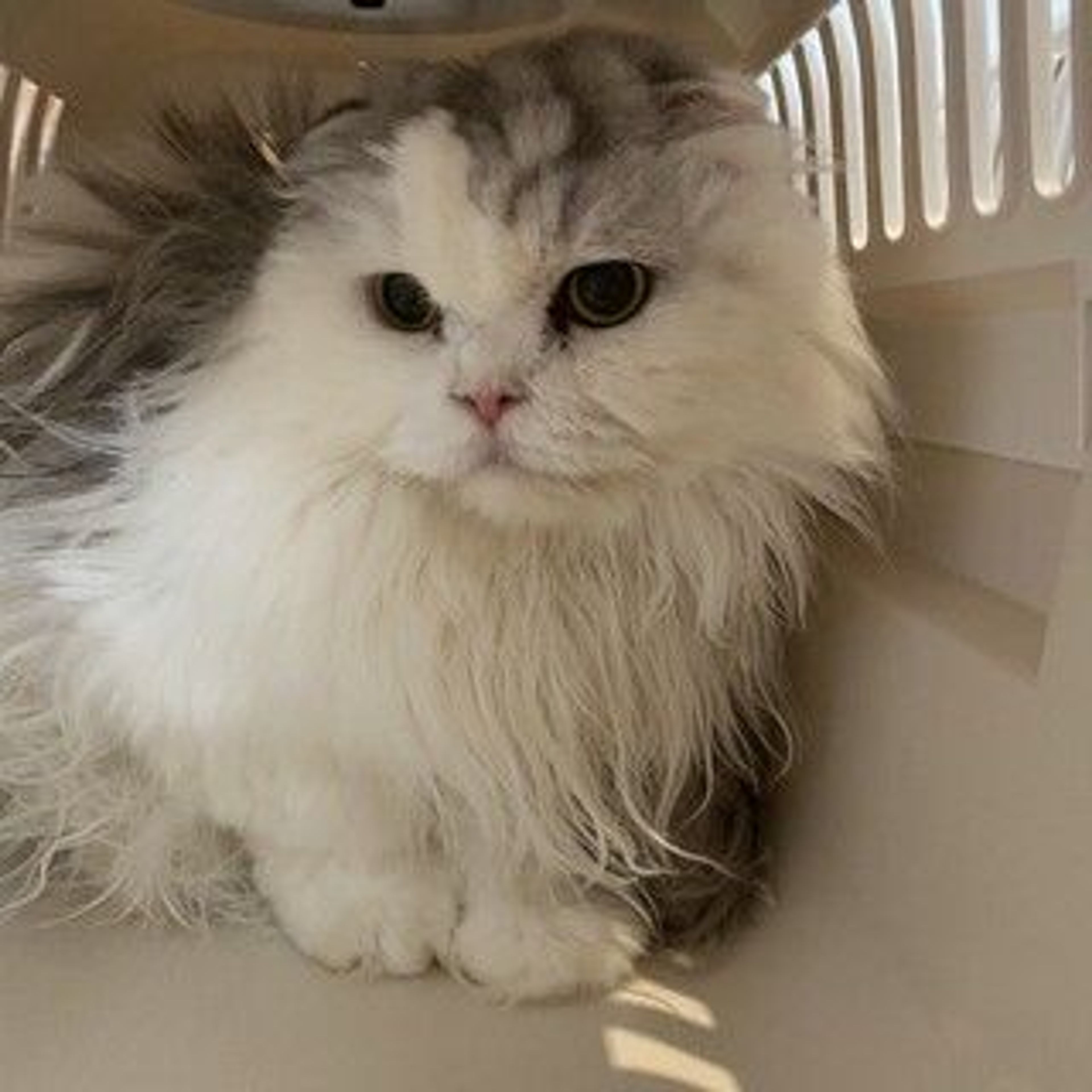 スコティッシュフォールド ・ロングヘア・メスの里親募集の写真